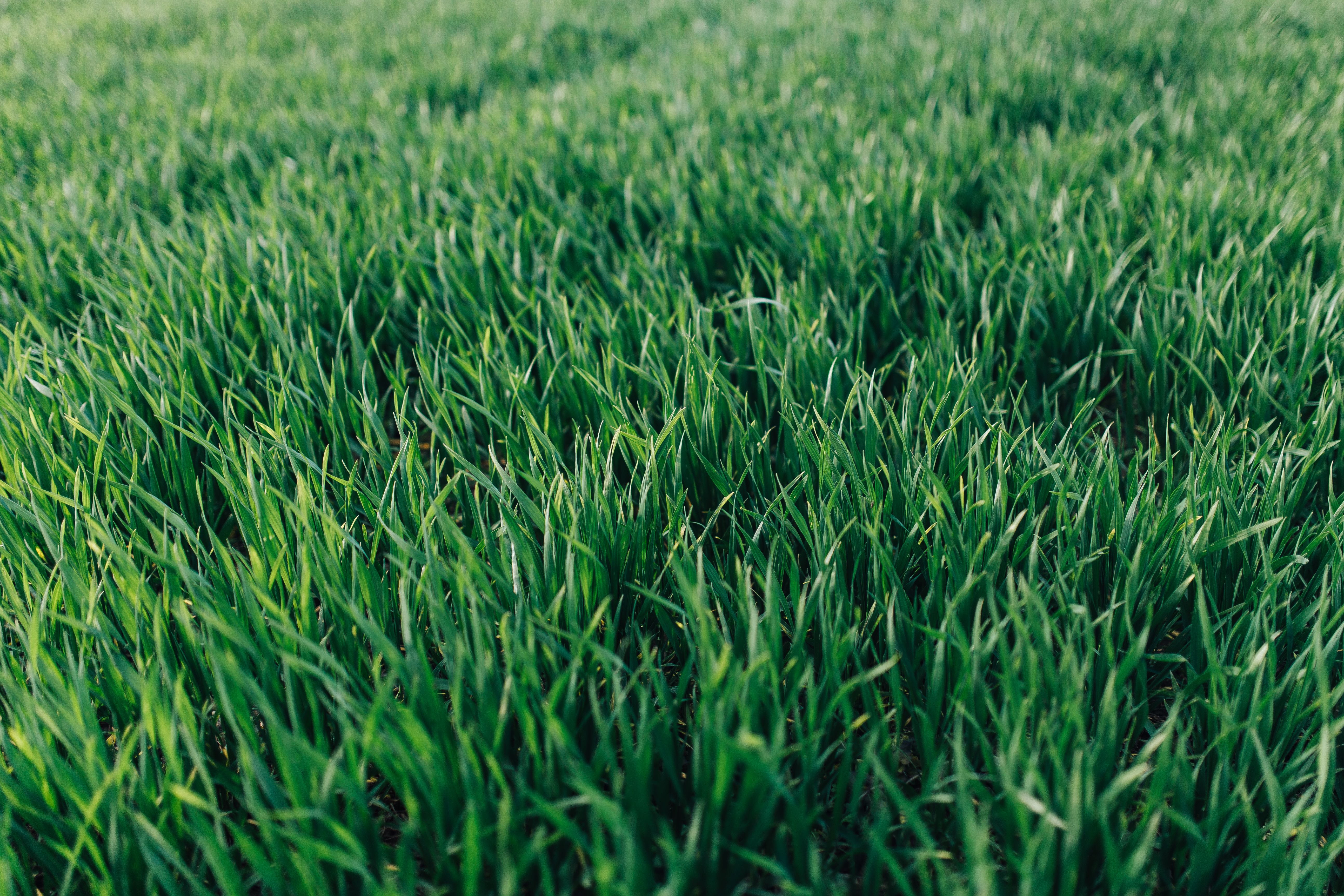 Close-ups, grass, beauty in nature, focus on foreground, day, meadow, green, field, plant, agriculture, ups, tranquility, no People, freshness, nature, HD Wallpaper