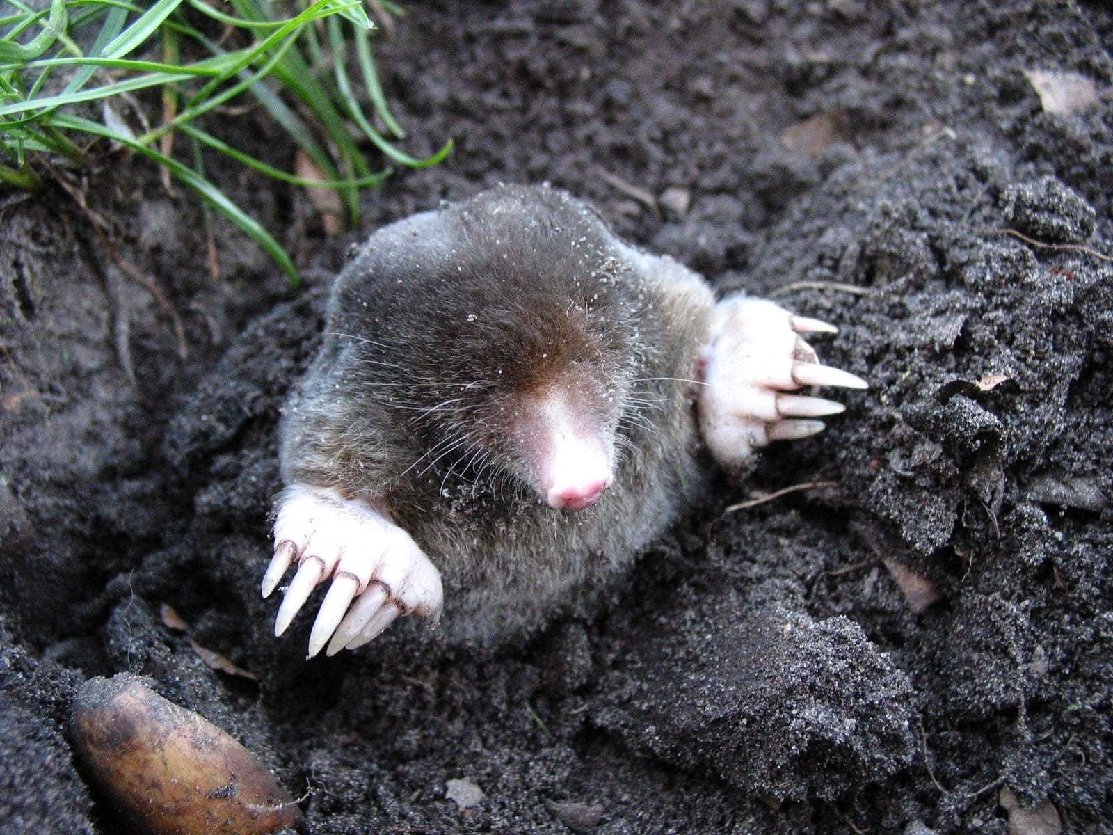 outdoors, soil, grass, animal themes, rock, high angle view, mammal, close-up, near, rodent, solid, gray, rock - object, body part, animals, no people, HD Wallpaper