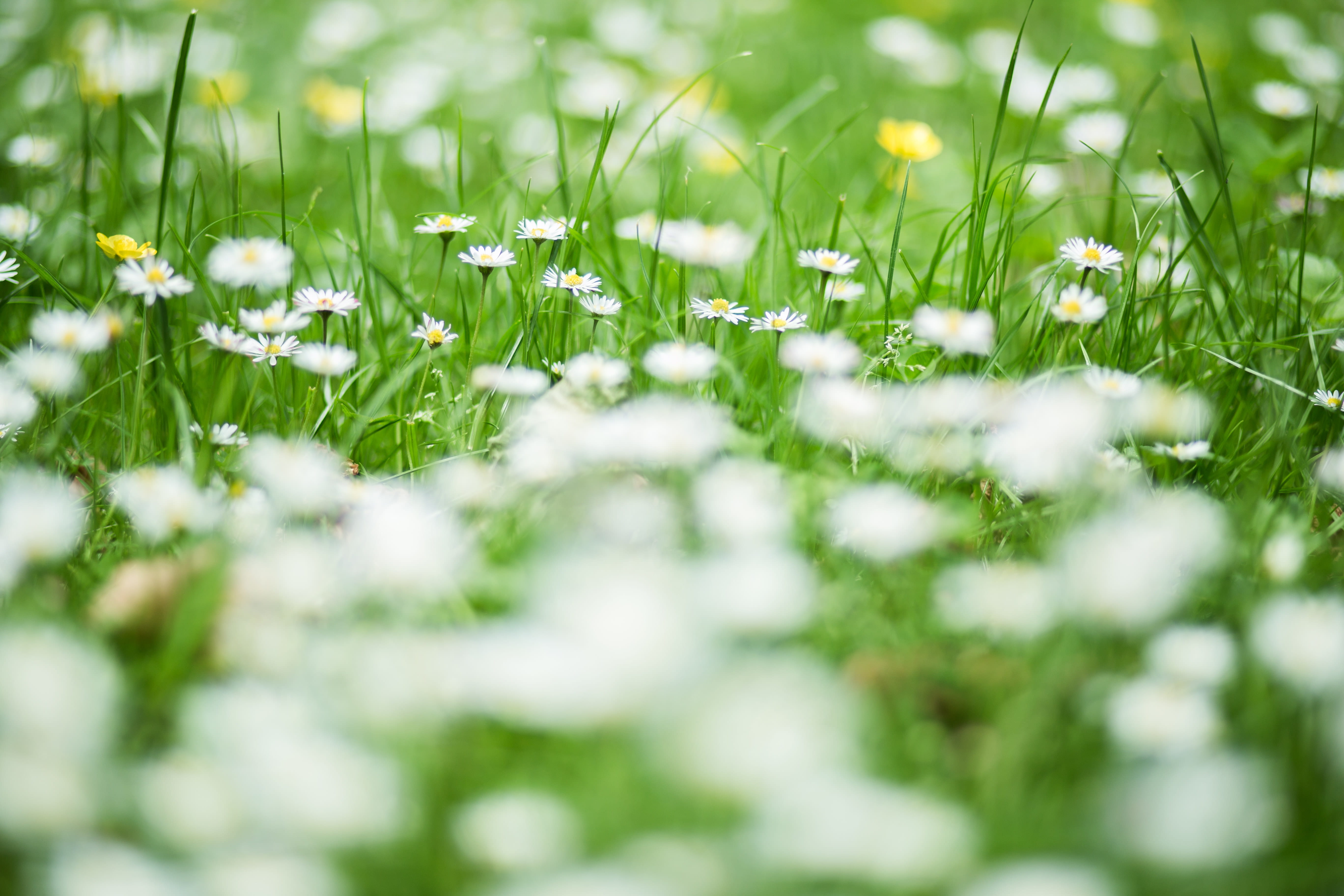 green Color, tranquility, nature, springtime, daisy, flower, field, beauty In Nature, meadow, summer, fragility, freshness, land, close-up, Daisies, macro, HD Wallpaper