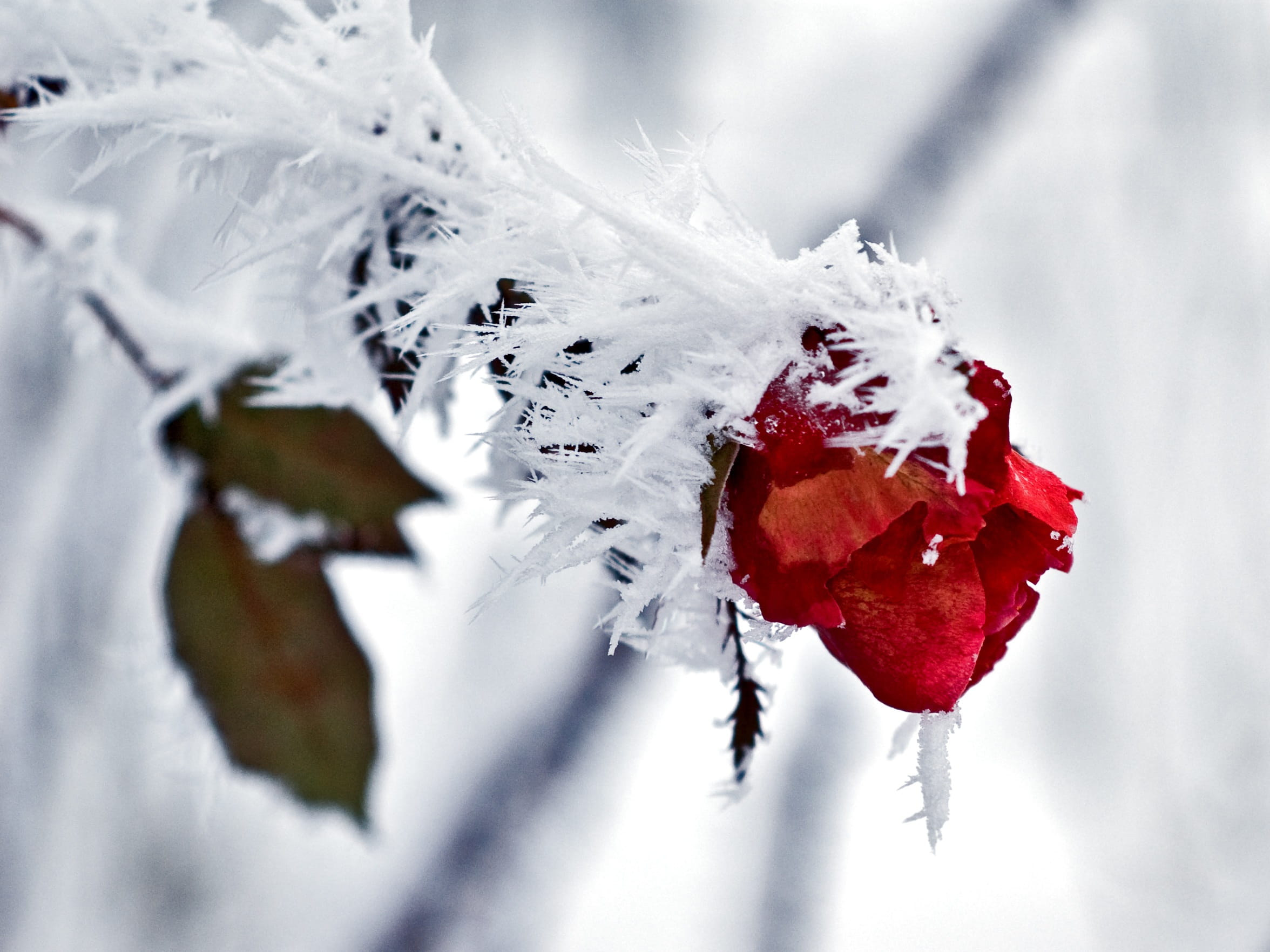 outdoors, white color, branch, cold temperature, anemone blanda, photography, leaf, fruit, selective focus, tree, frozen, damaged, Snow, no people, blossom, HD Wallpaper