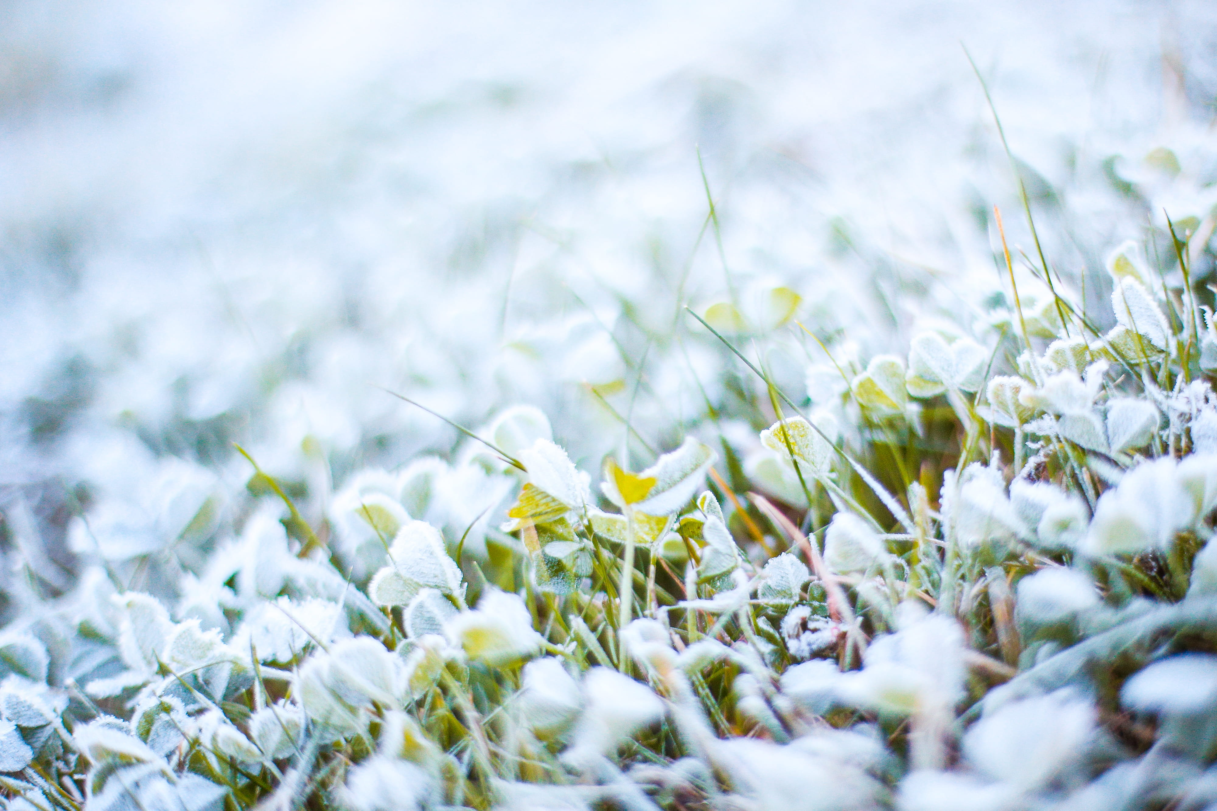 beauty In Nature, winter, Morning, selective focus, growth, nature, close-up, snow, backgrounds, land, springtime, field, macro, outdoors, summer, day, HD Wallpaper