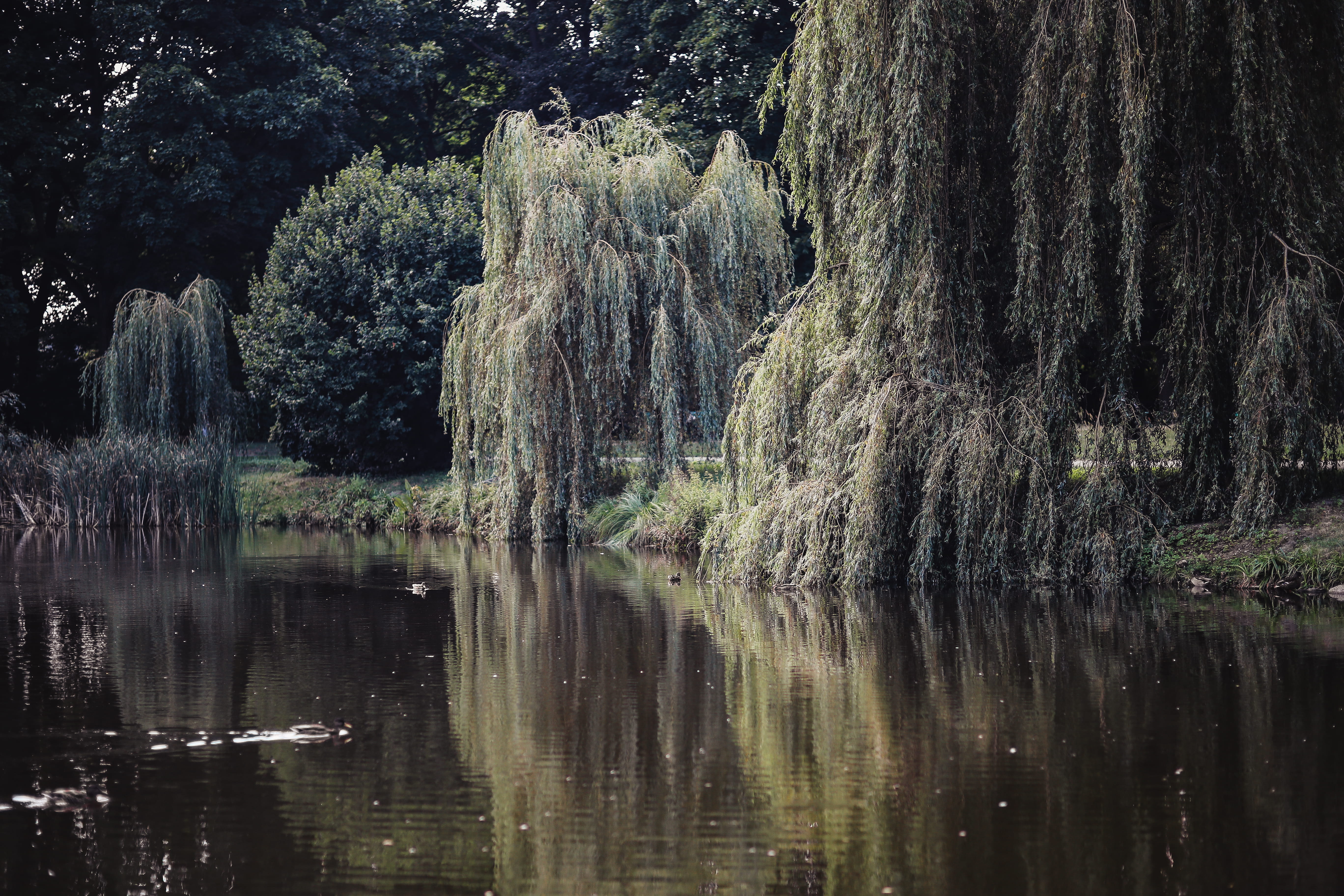 beauty In Nature, riverside, tranquility, green Color, park, scenics - nature, growth, river, nature, walk, lake, waterfront, green, day, reflection, outdoors, HD Wallpaper