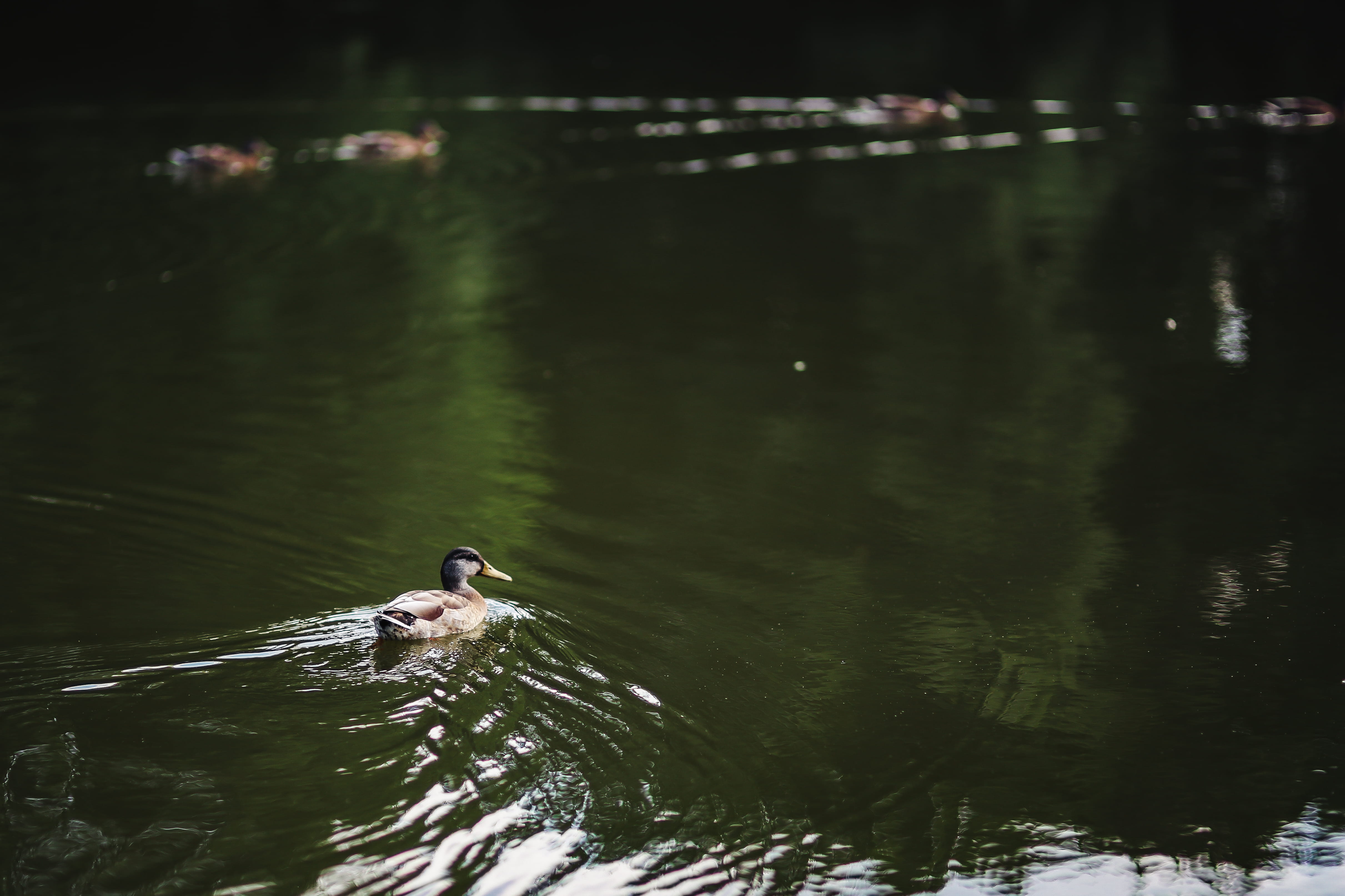 rippled, one animal, no people, animals in the wild, wildlife, beauty in nature, reflection, park, day, walk, riverside, focus on foreground, animal wildlife, HD Wallpaper
