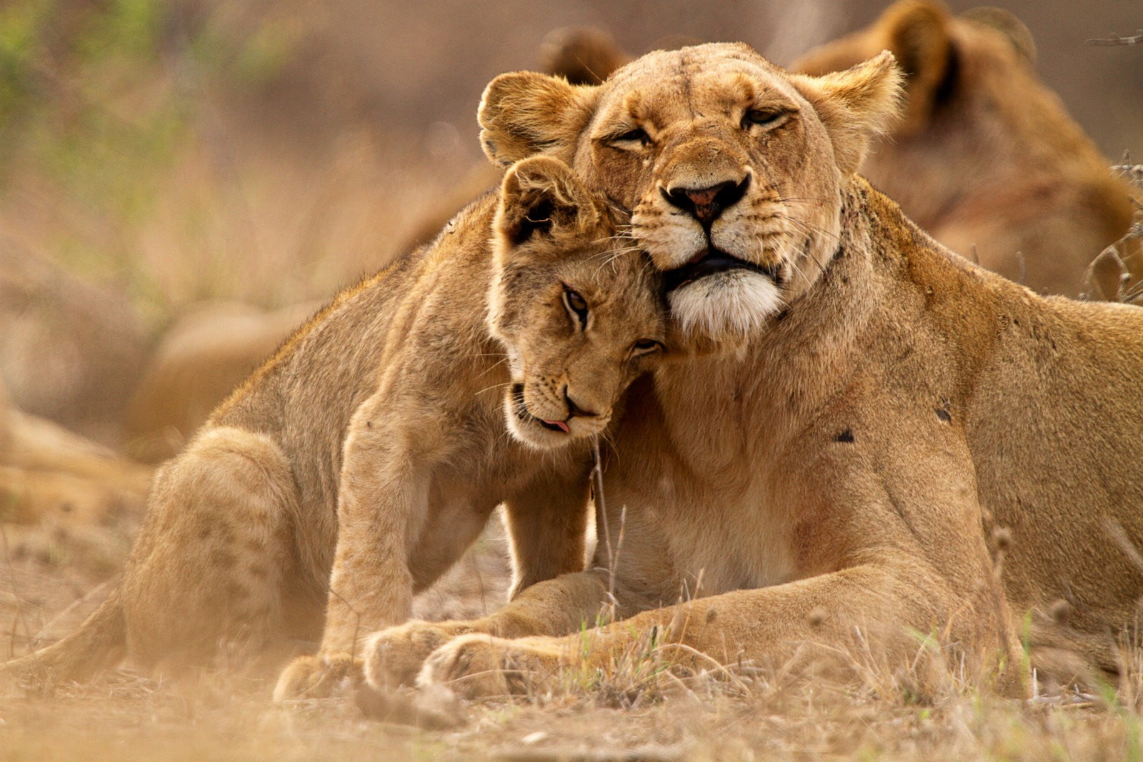 day, lion - feline, animal, animals, mammal, cub, animals in the wild, animal family, animal themes, no people, cat, Kruger National Park, lion, two animals, HD Wallpaper