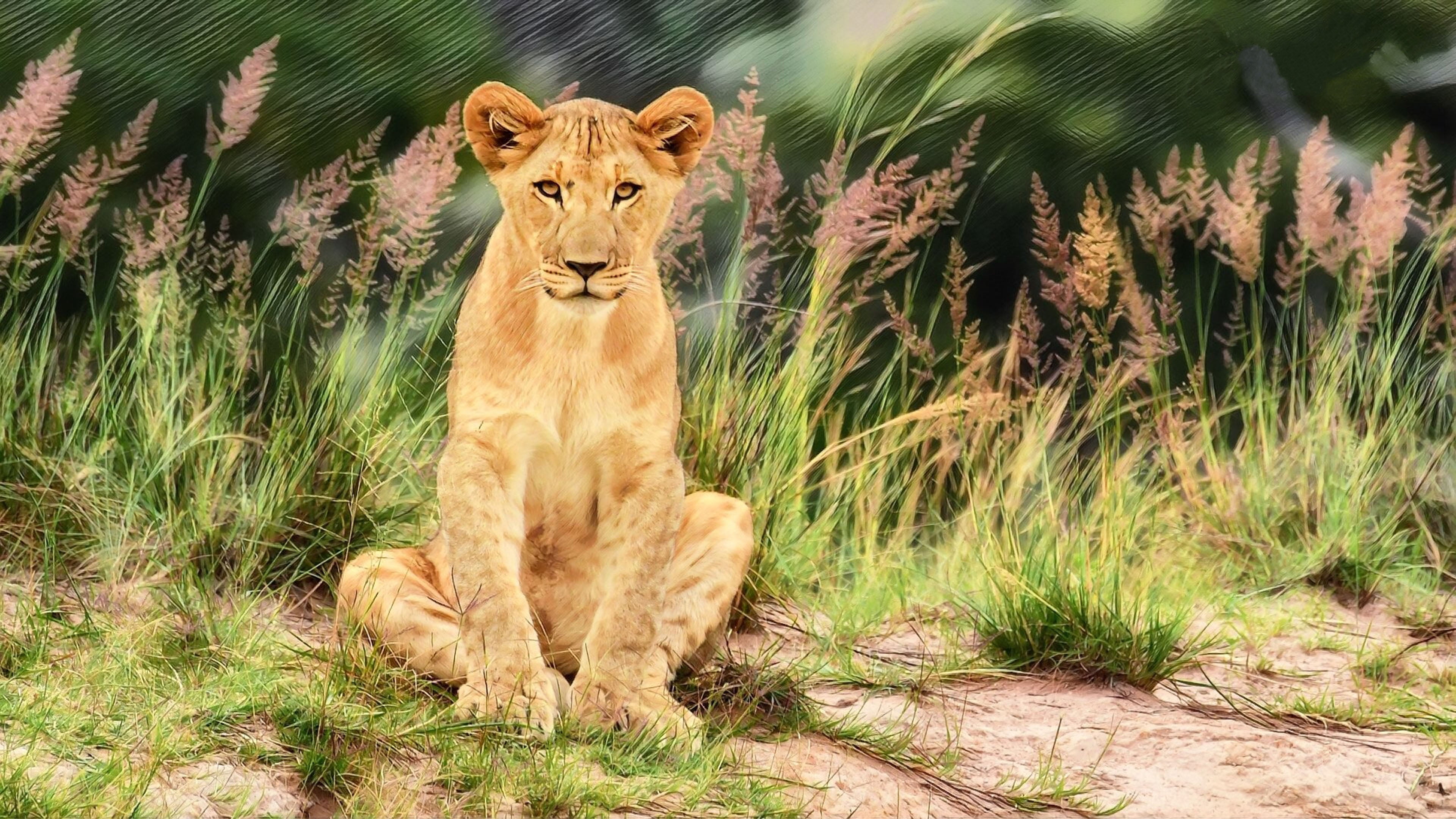  young, animal family, k, phones, desktop, nature, vertebrate, hd, animal wildlife, mobile, cat, lion cub, one animal, animals in the wild, looking at camera, HD Wallpaper