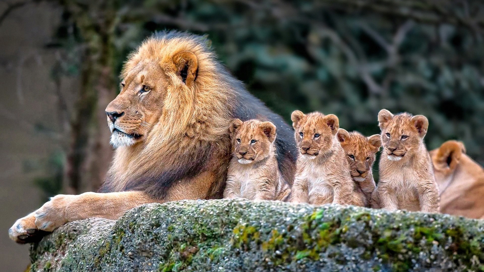 animals, lion, mammals, 1080P, cubs, baby animals, HD Wallpaper