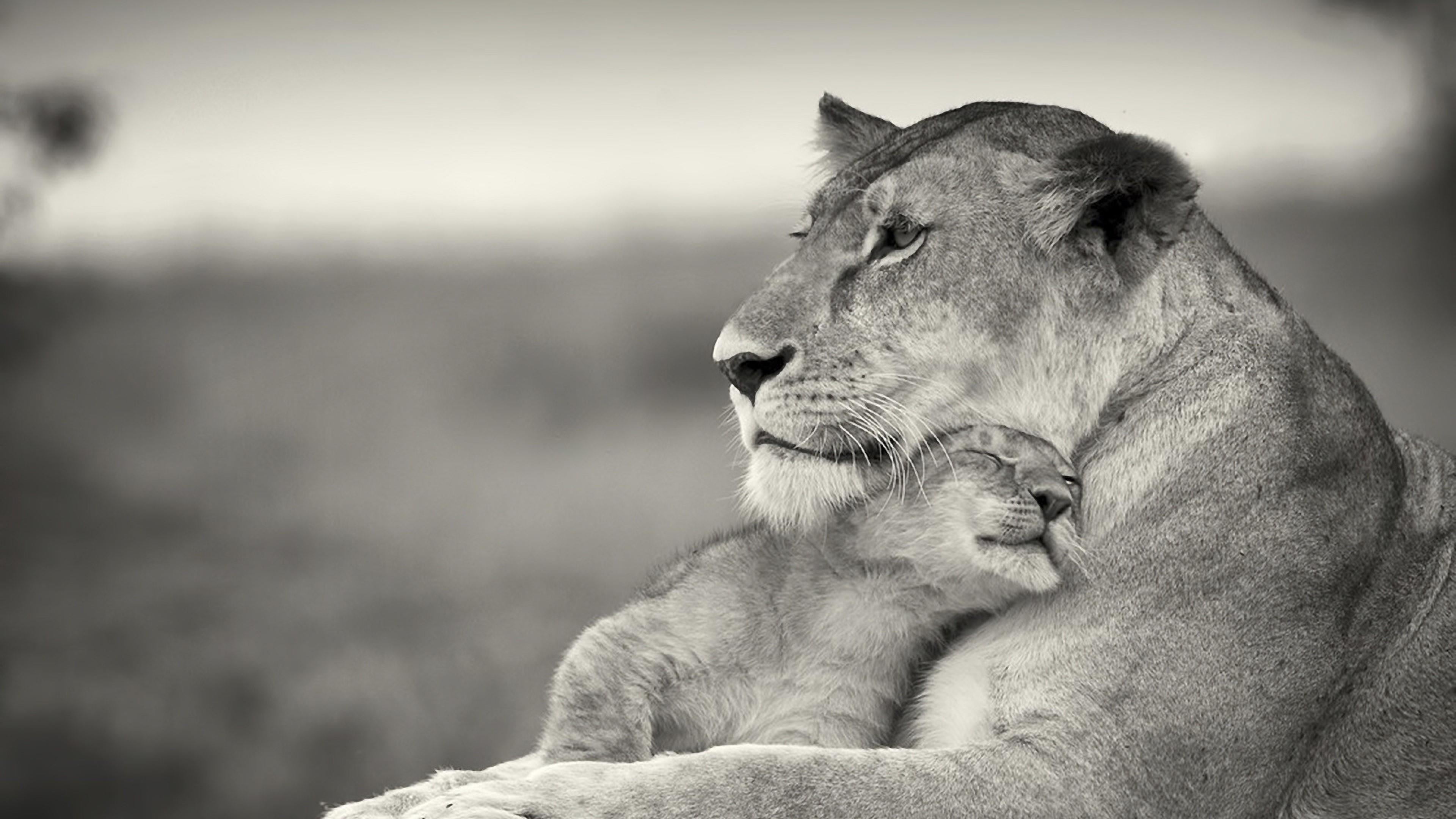 4K, animal, cute, looking away, lion - feline, pets, no people, animal themes, relaxation, cub, one animal, animal wildlife, focus on foreground, day, HD Wallpaper