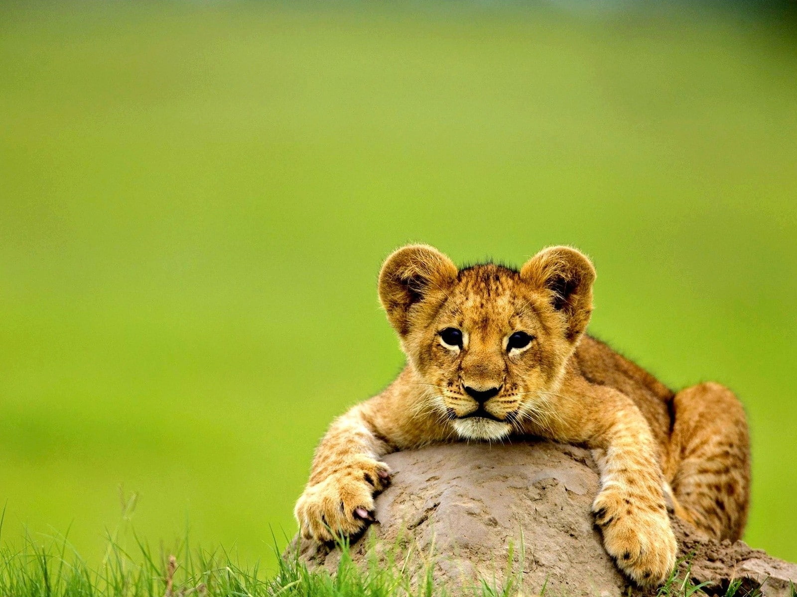 mammal, animals in the wild, cheetah, animal, 720P, lion, one animal, cub, outdoors, lion cub, no people, big cat, animal themes, cat, nature, portrait, HD Wallpaper