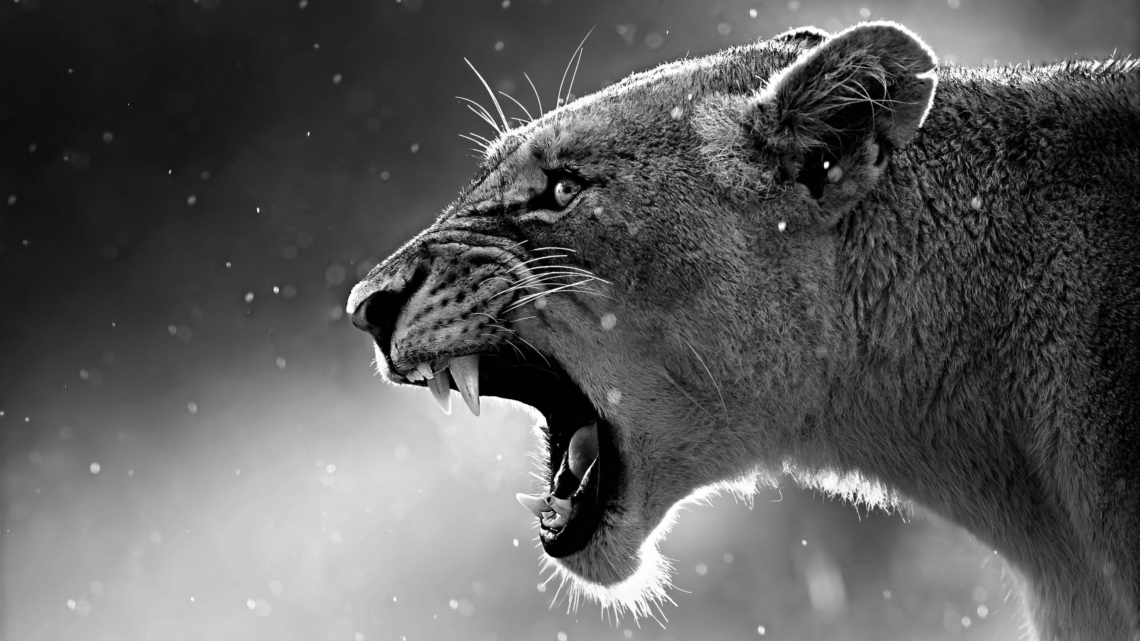 4K, white, black, 4k pics, Lioness, UK, ultra hd, HD Wallpaper