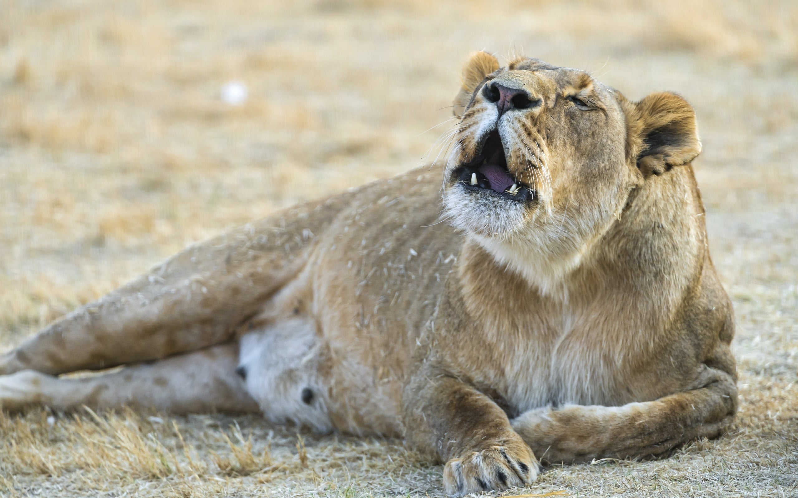 male animal, relaxation, feline, brown, lion - feline, day, vertebrate, lion, outdoors, cat, safari, lioness, no people, lying down, animals in the wild, HD Wallpaper
