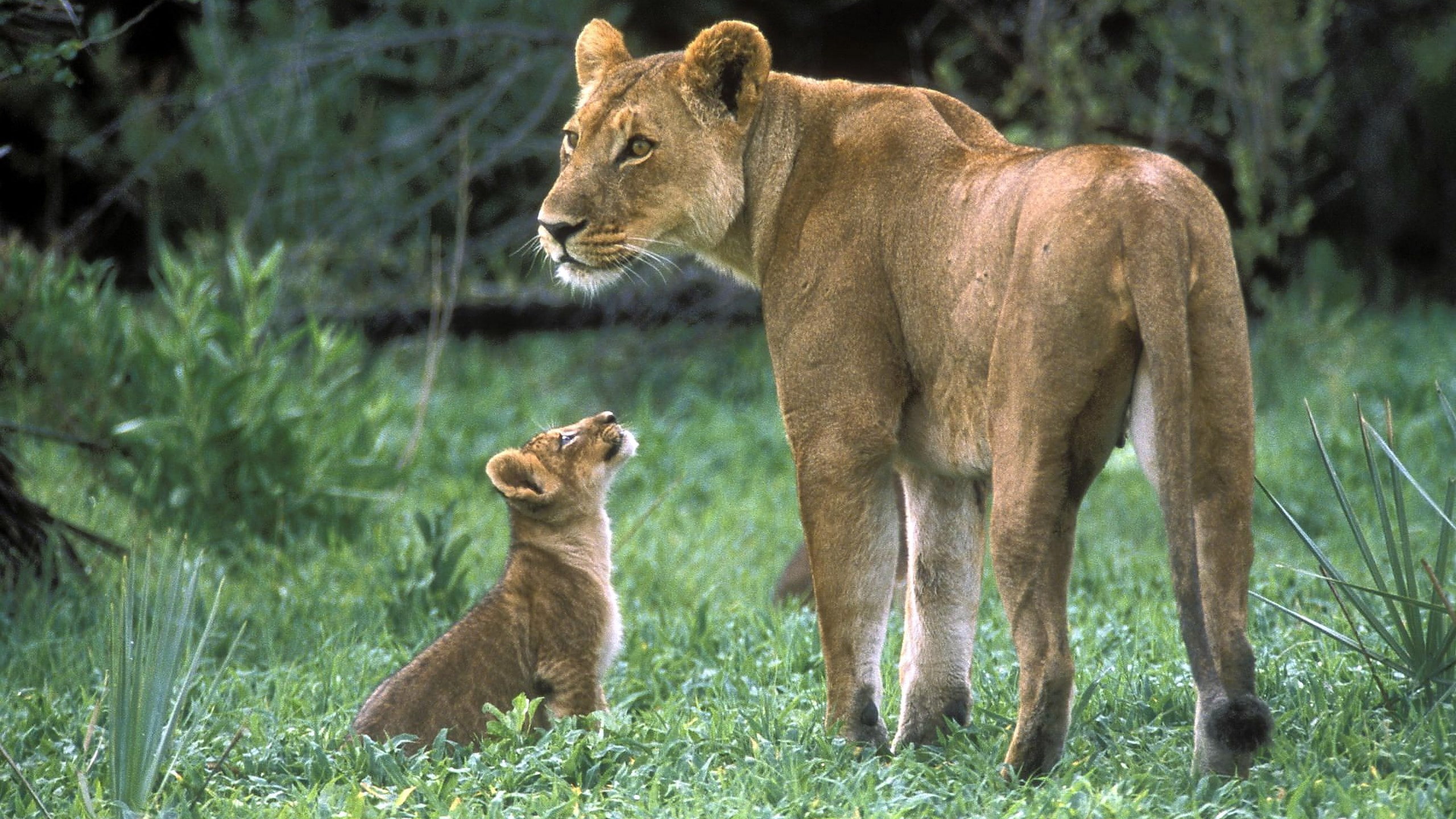 female animal, plant, outdoors, mammal, animal, land, animals in the wild, feline, group of animals, lioness and cub image, lion - feline, no people, vertebrate, HD Wallpaper