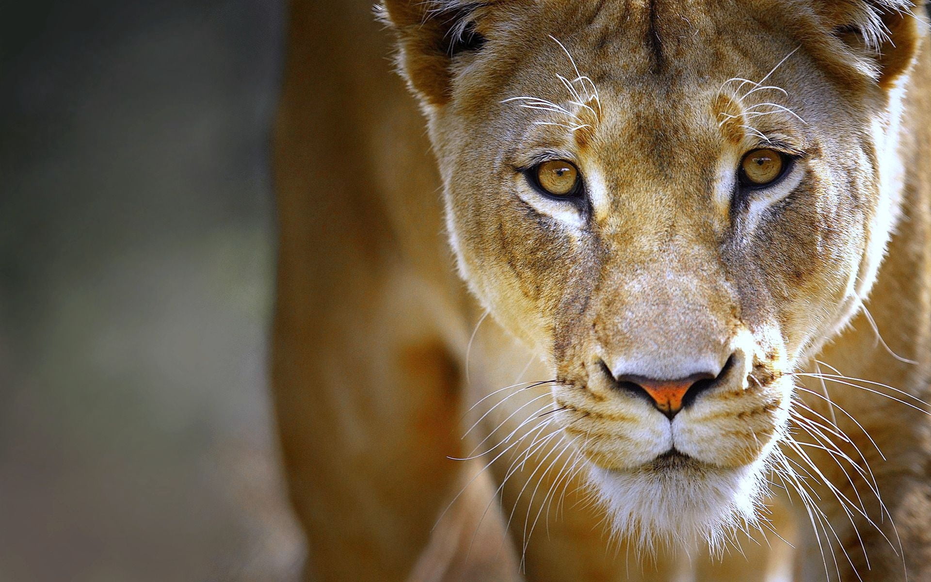 portrait, animals In The Wild, animal Head, outdoors, fur, male Animal, nature, animals And Pets, animals Hunting, big Cat, face, carnivore, focus on foreground, HD Wallpaper