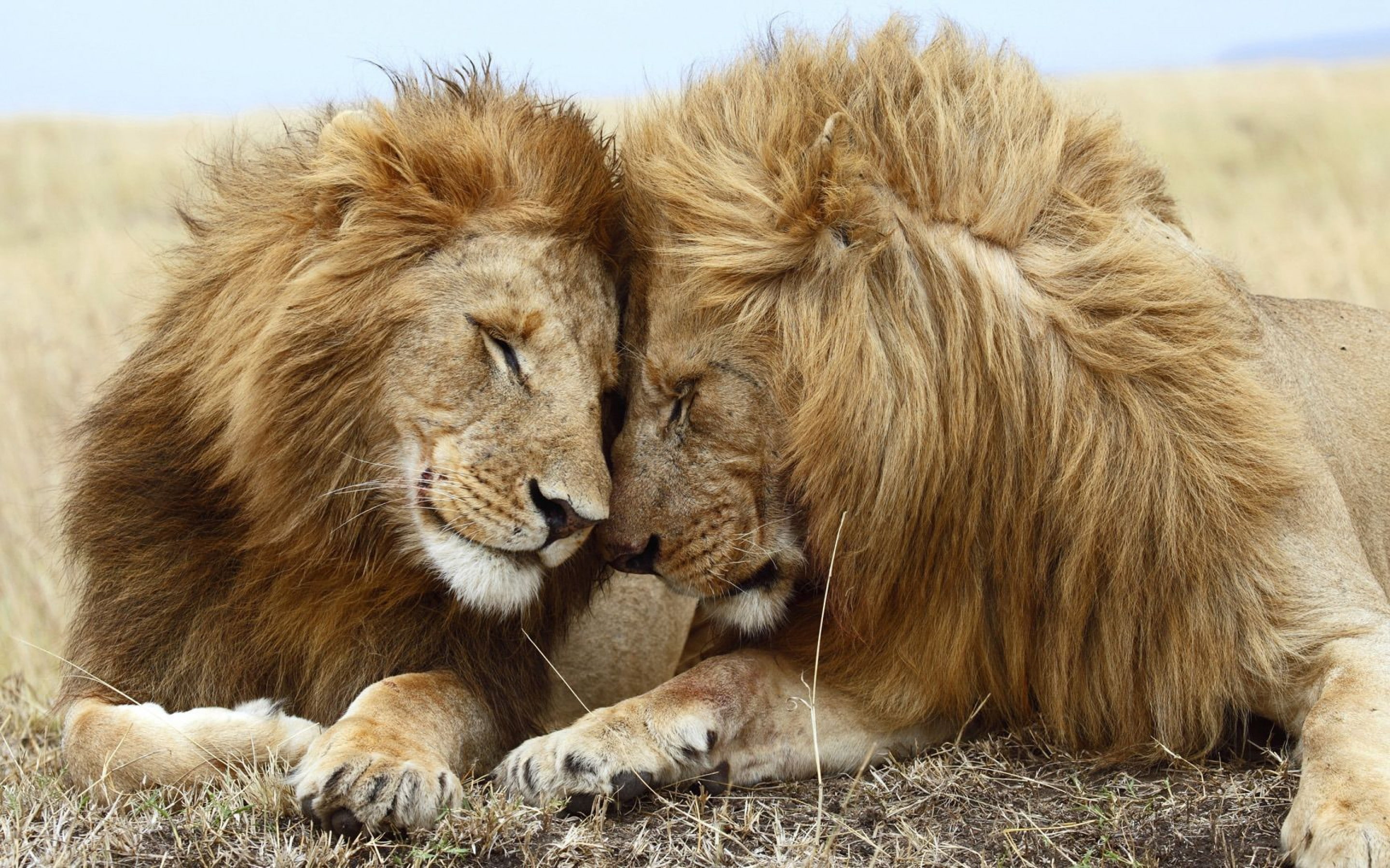 backgrounds, brotherly, male, lions, two, adult, love, desktop, 2K, HD Wallpaper