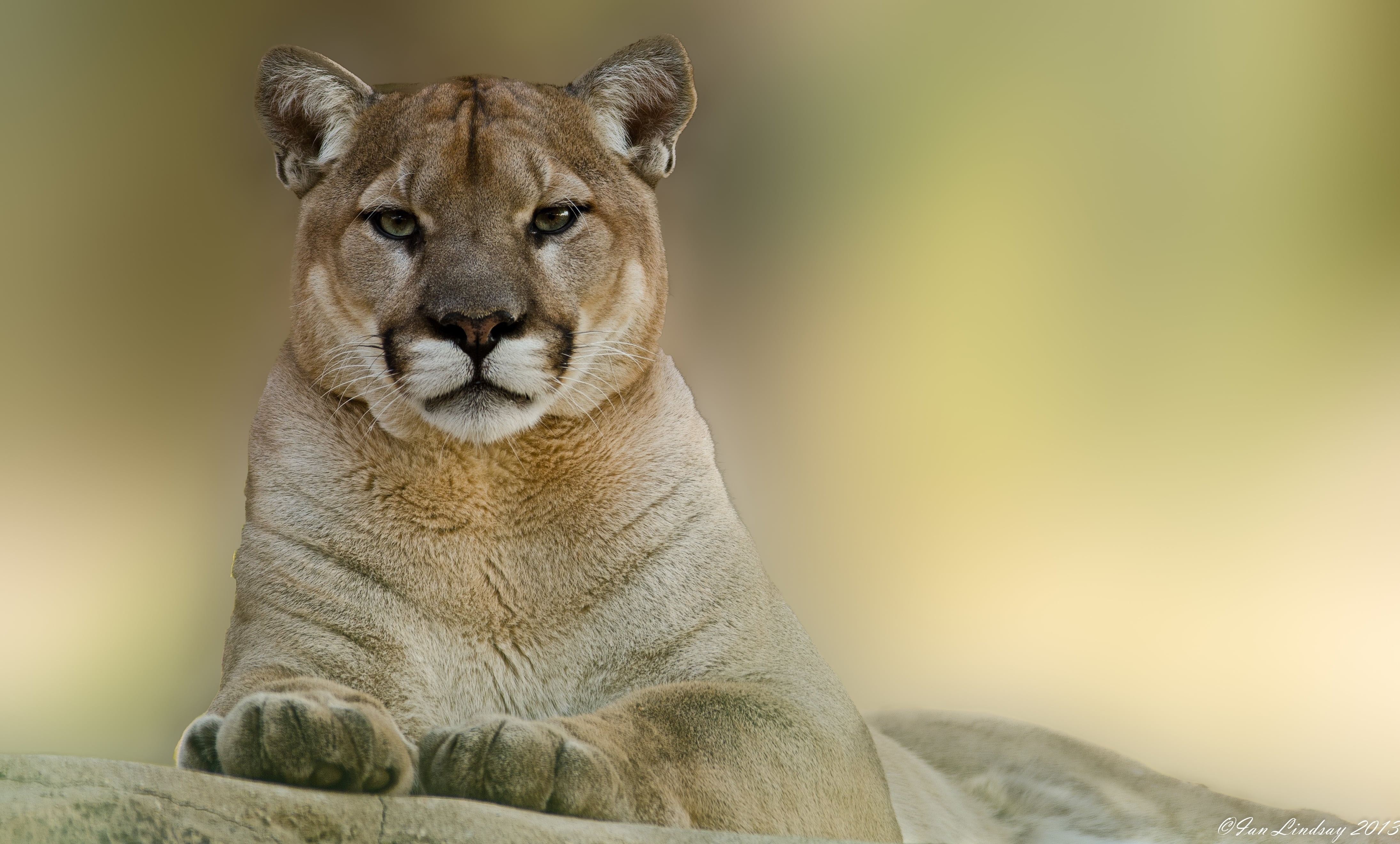 looking, 4K, looking at camera, mammal, big Cat, cat, one Animal, carnivore, animals Hunting, female Animal, cougar, animal wildlife, male Animal, relaxation, HD Wallpaper