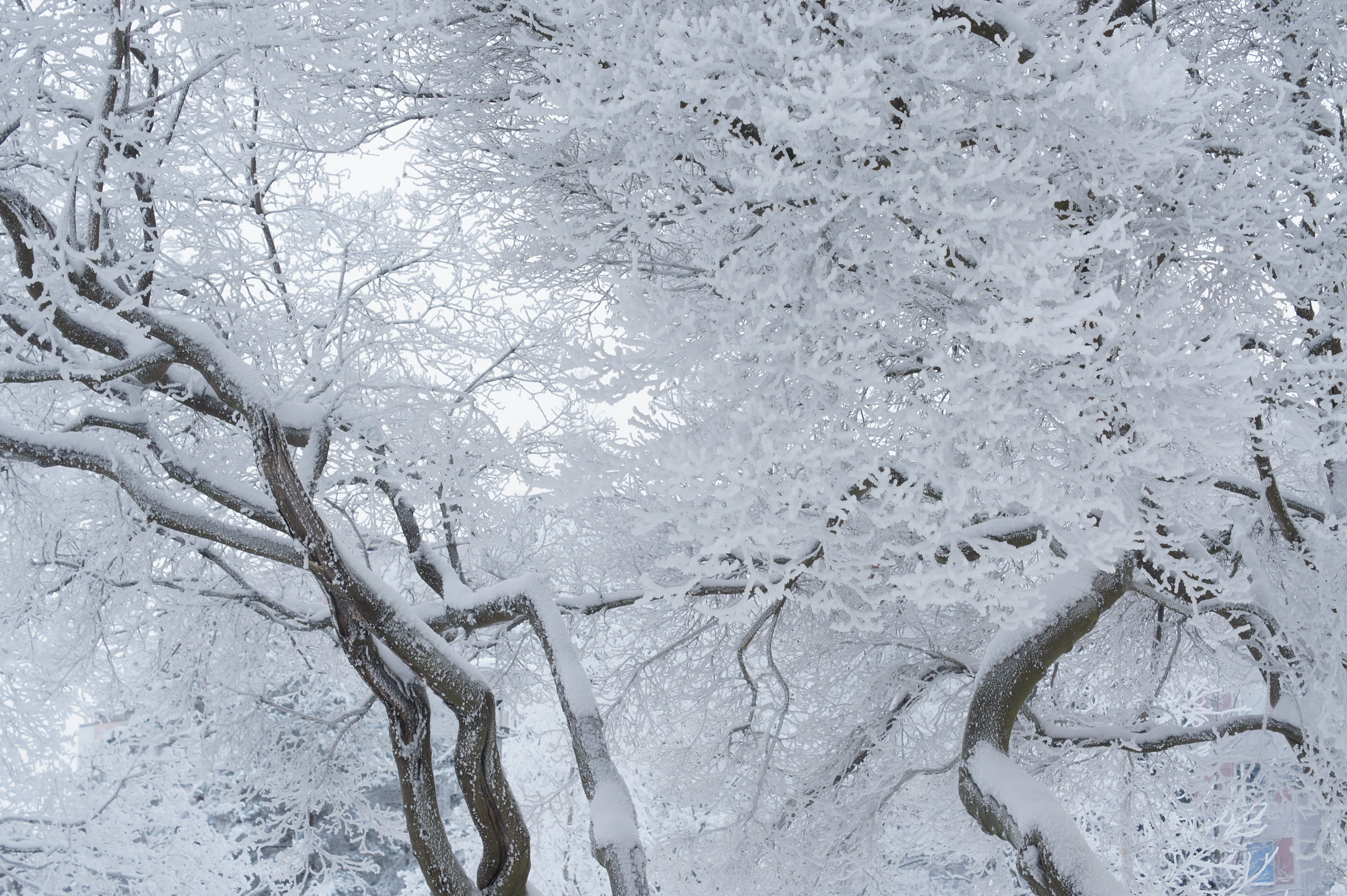 outdoors, nature, tranquility, beauty in nature, tree, dreamy frost, scenics - nature, crystal, white, cold temperature, land, 4K, frosty tree, full frame, HD Wallpaper
