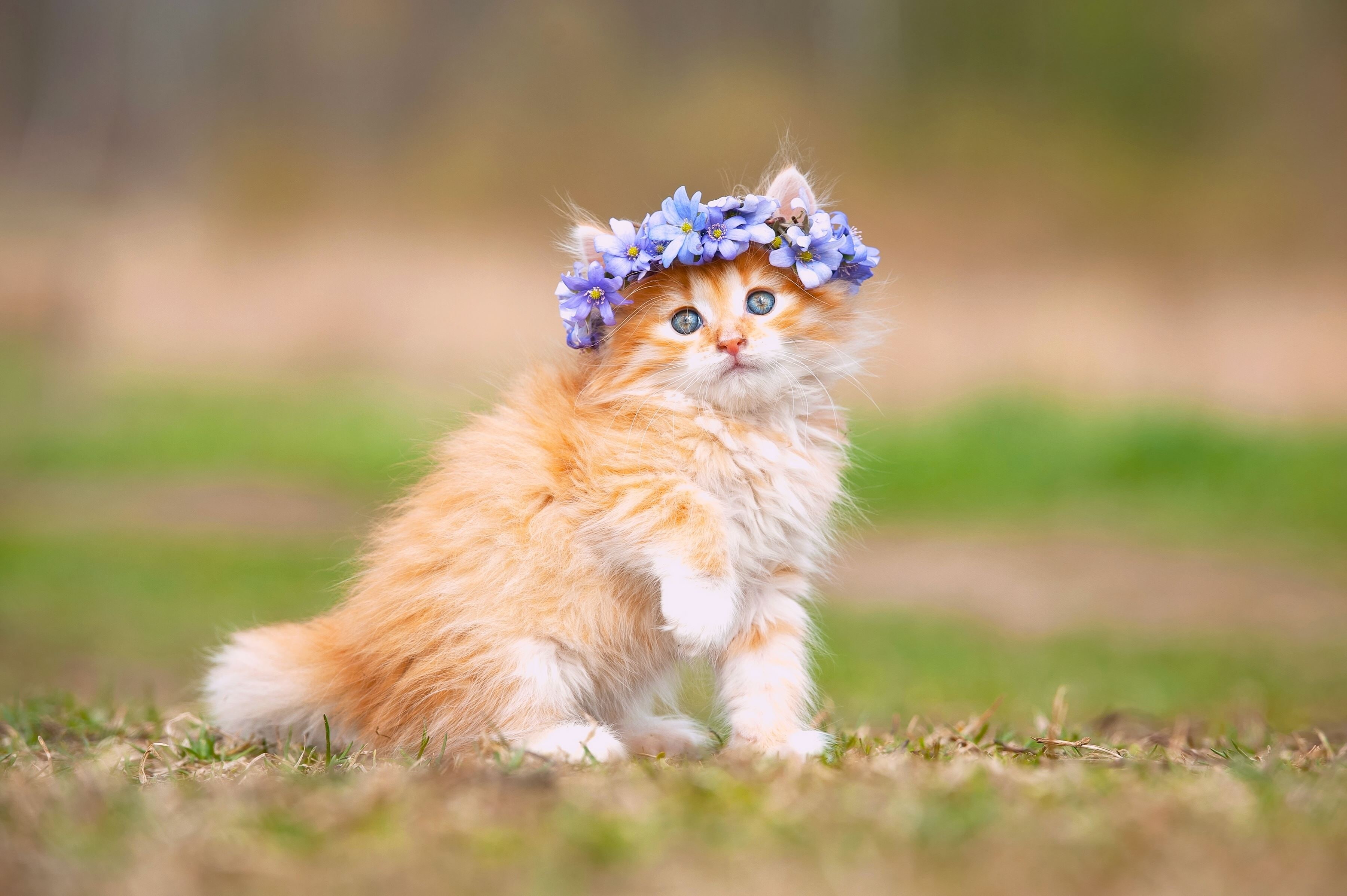Adorable, 2K, Hairband, Cute Kitten, HD Wallpaper