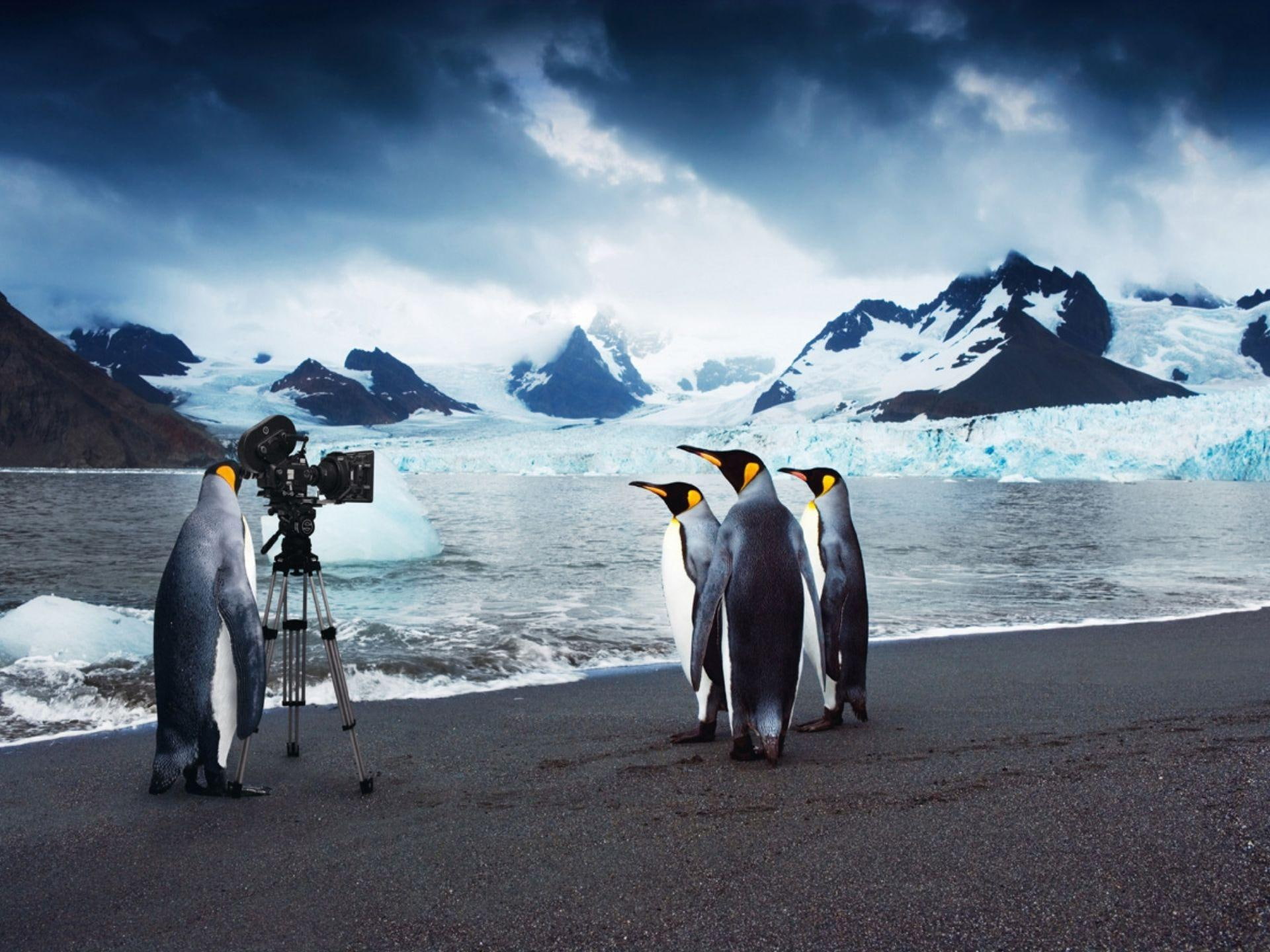 antarctica, penguin, animals, joke, 1080P, penguins, cold, emperor, moviestars, movie, HD Wallpaper