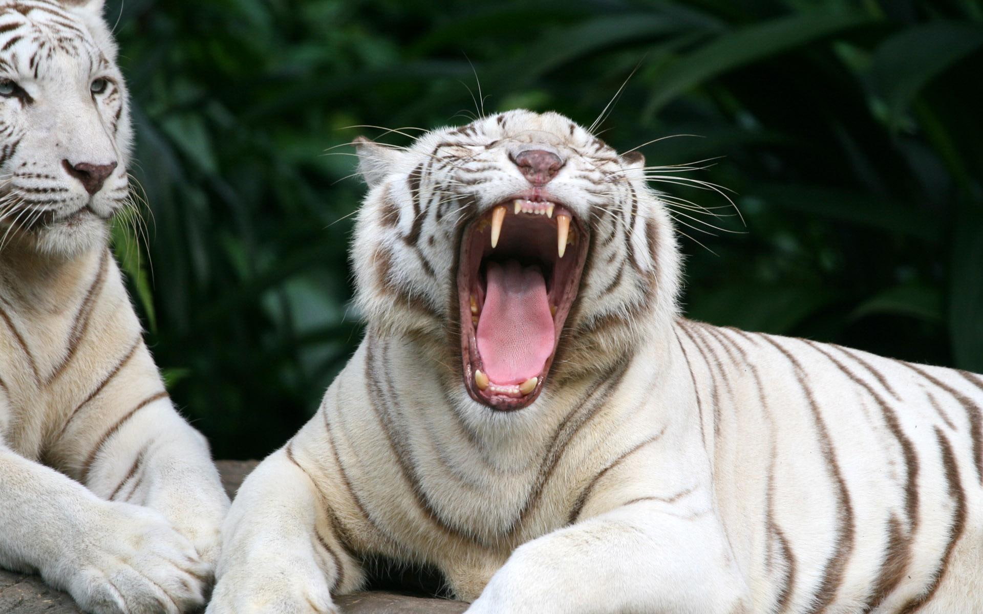 rare animals, 1080P, white tigers, cats, animals, joke, good, HD Wallpaper