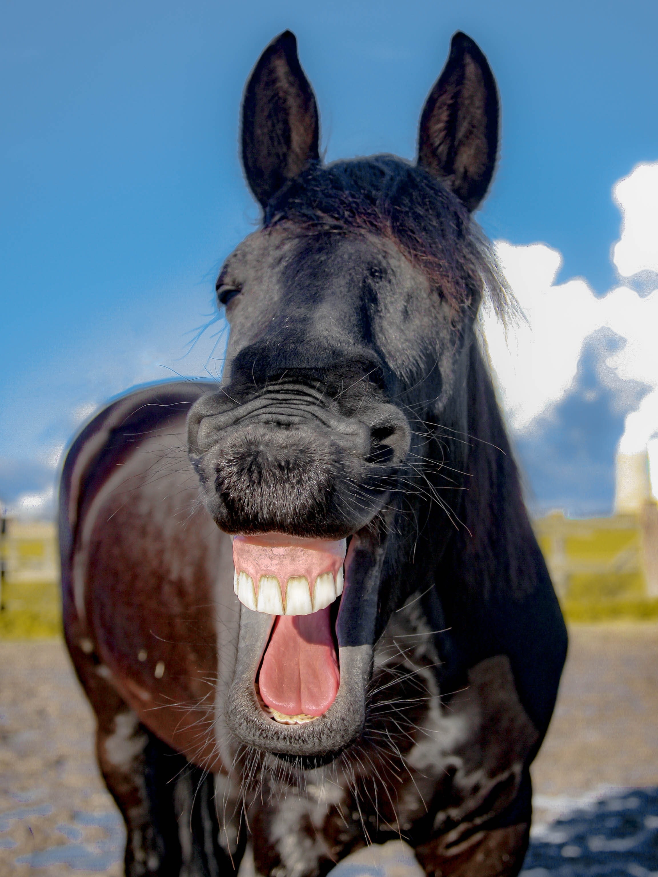 tooth, pets, no people, day, horse, animal head, animal body part, working animal, animal tongue, animal themes, domestic, photograph, mouth, herbivorous, Phone HD Wallpaper