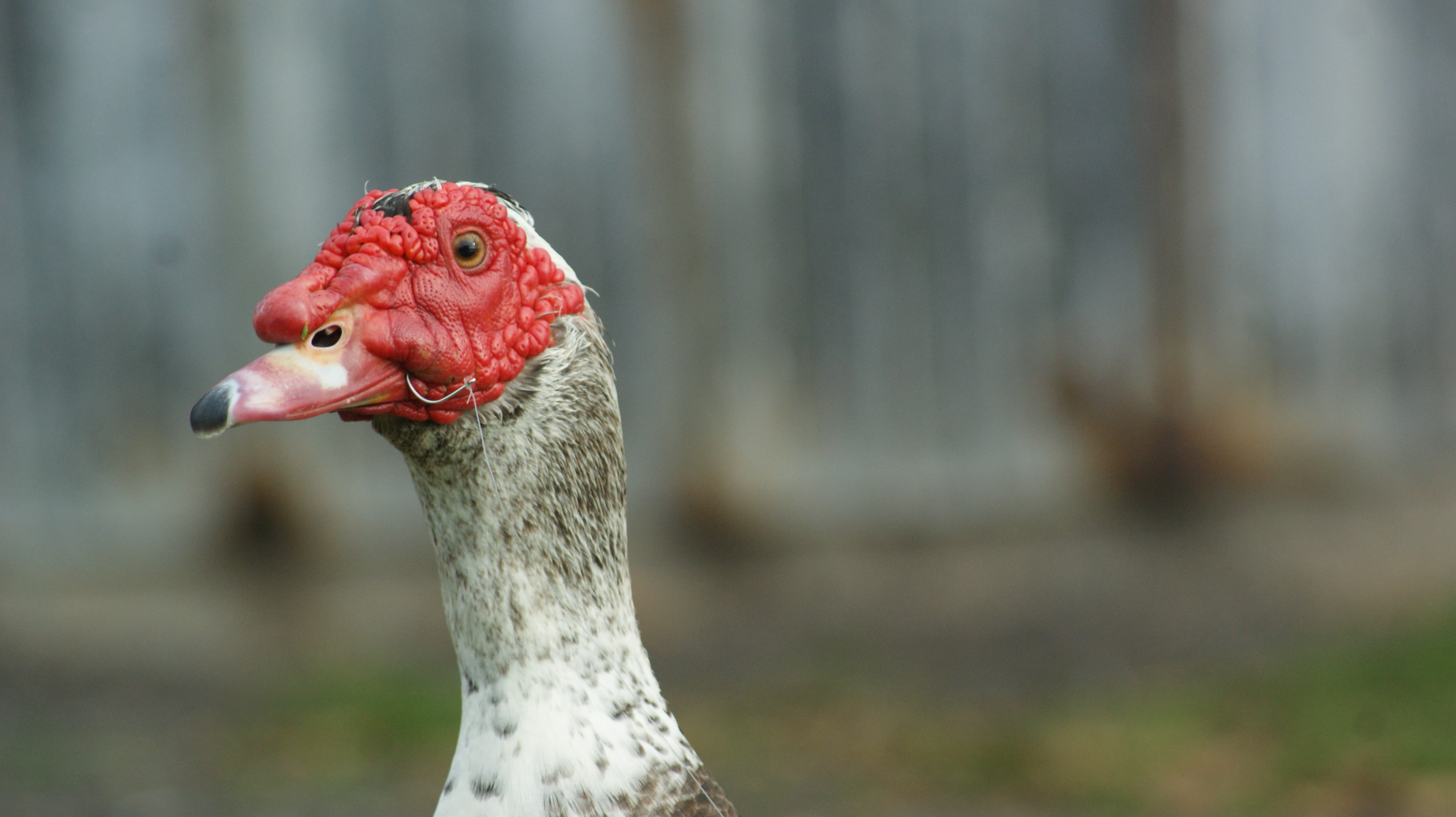 animals in the wild, animal head, no people, casualty, sadness, animal wildlife, behaviour, scapegoat, poultry, injury, target, nature, victim, duck, sucker, HD Wallpaper