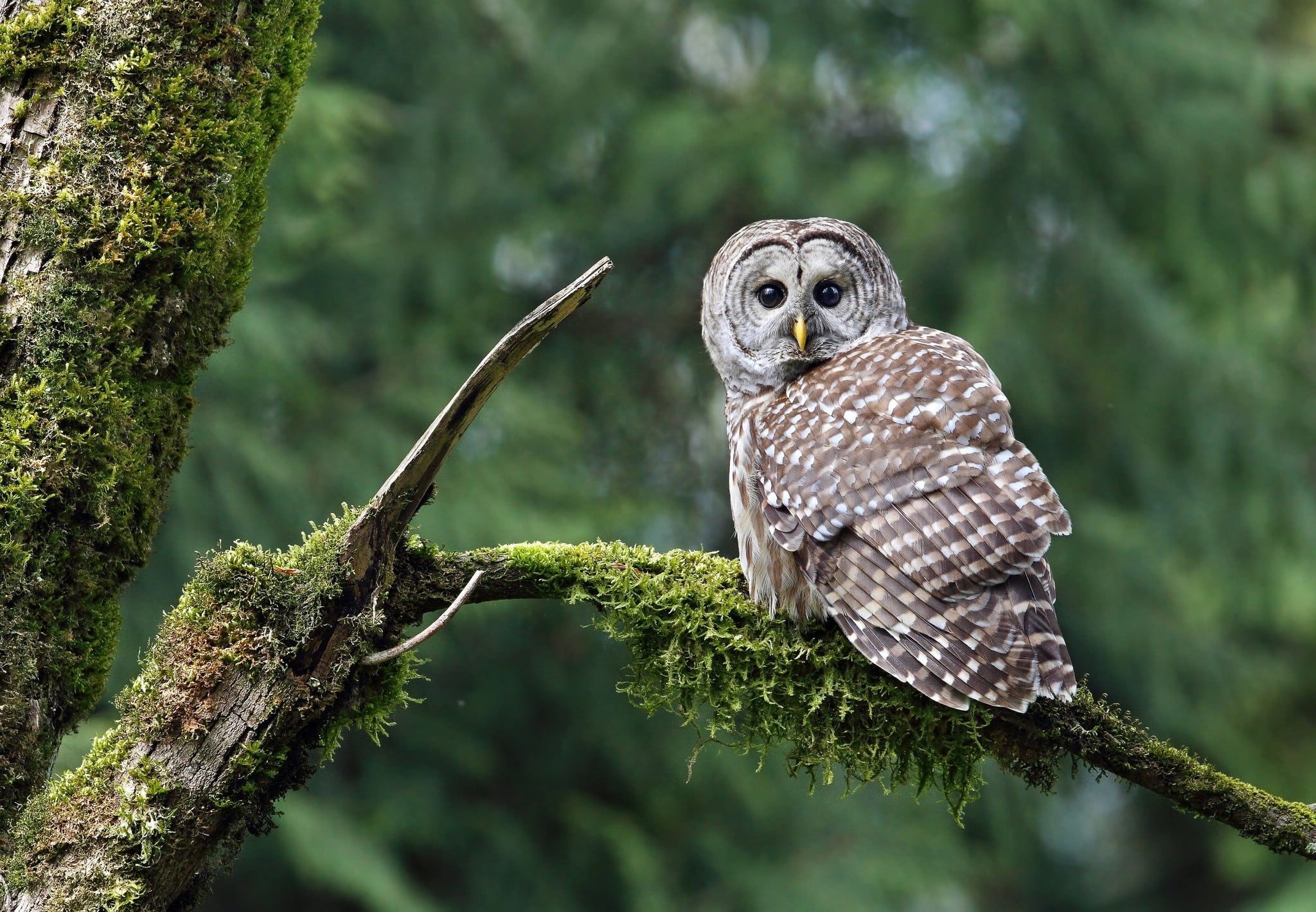 no people, moss, animal, bird, figurine, portrait, one animal, focus on foreground, black, falcon - bird, looking at camera, outdoors, branch, nature, coniferous tree, HD Wallpaper