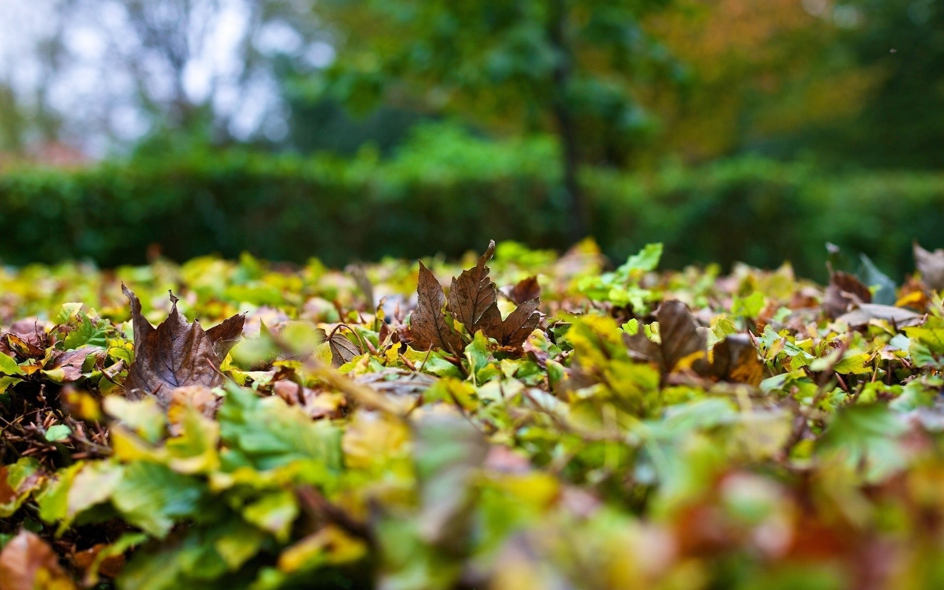 outdoors, sunlight, yellow, leaf, worms eye view, macro, change, gold Colored, plant part, park - Man Made Space, moss, tranquility, food, falling, plant, HD Wallpaper
