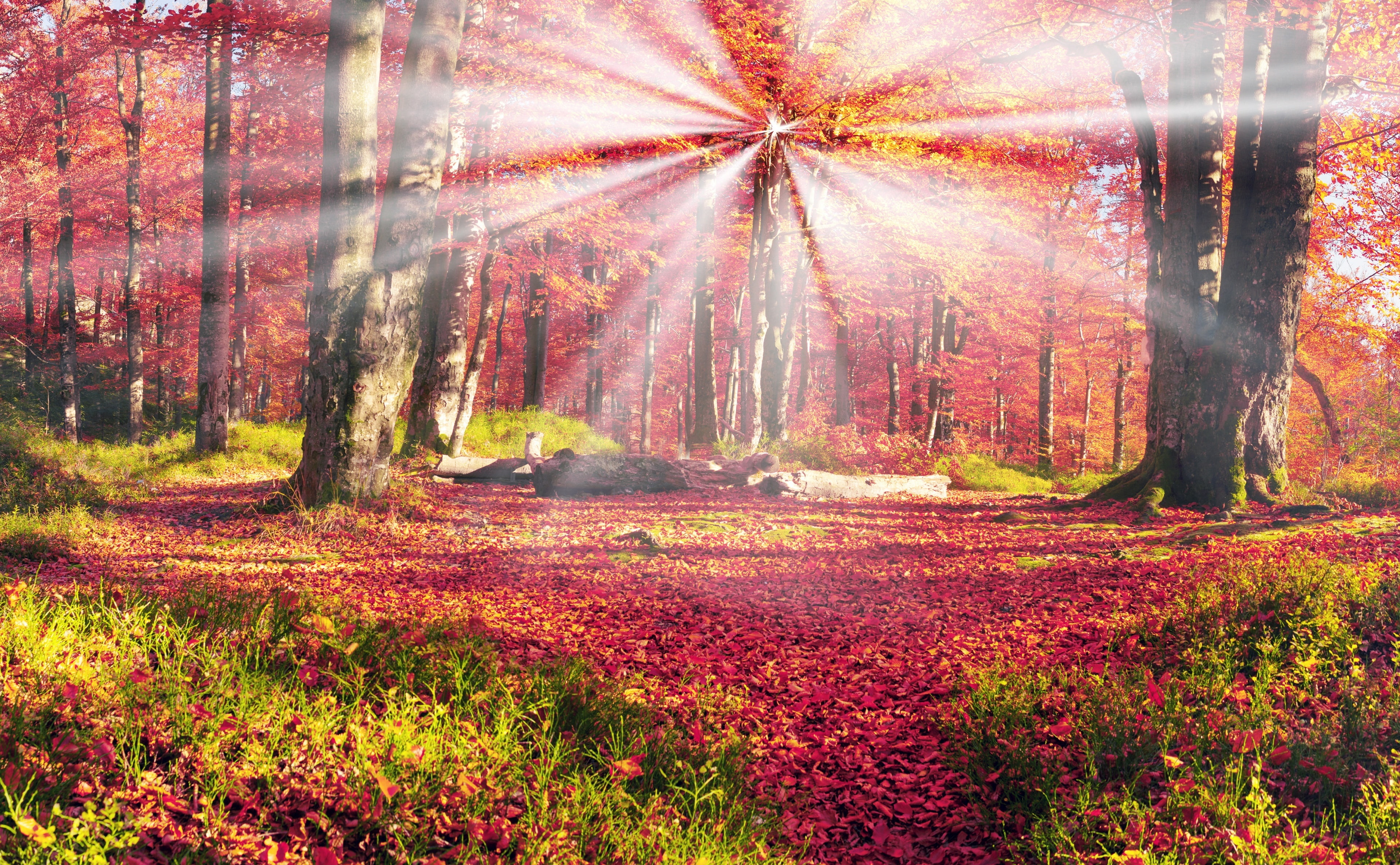 sunbeam, tree, Autumn, woodland, bright, Sunlight, plant, day, Sunrays, tree trunk, Clearing, trunk, no people, environment, tranquility, land, change, HD Wallpaper