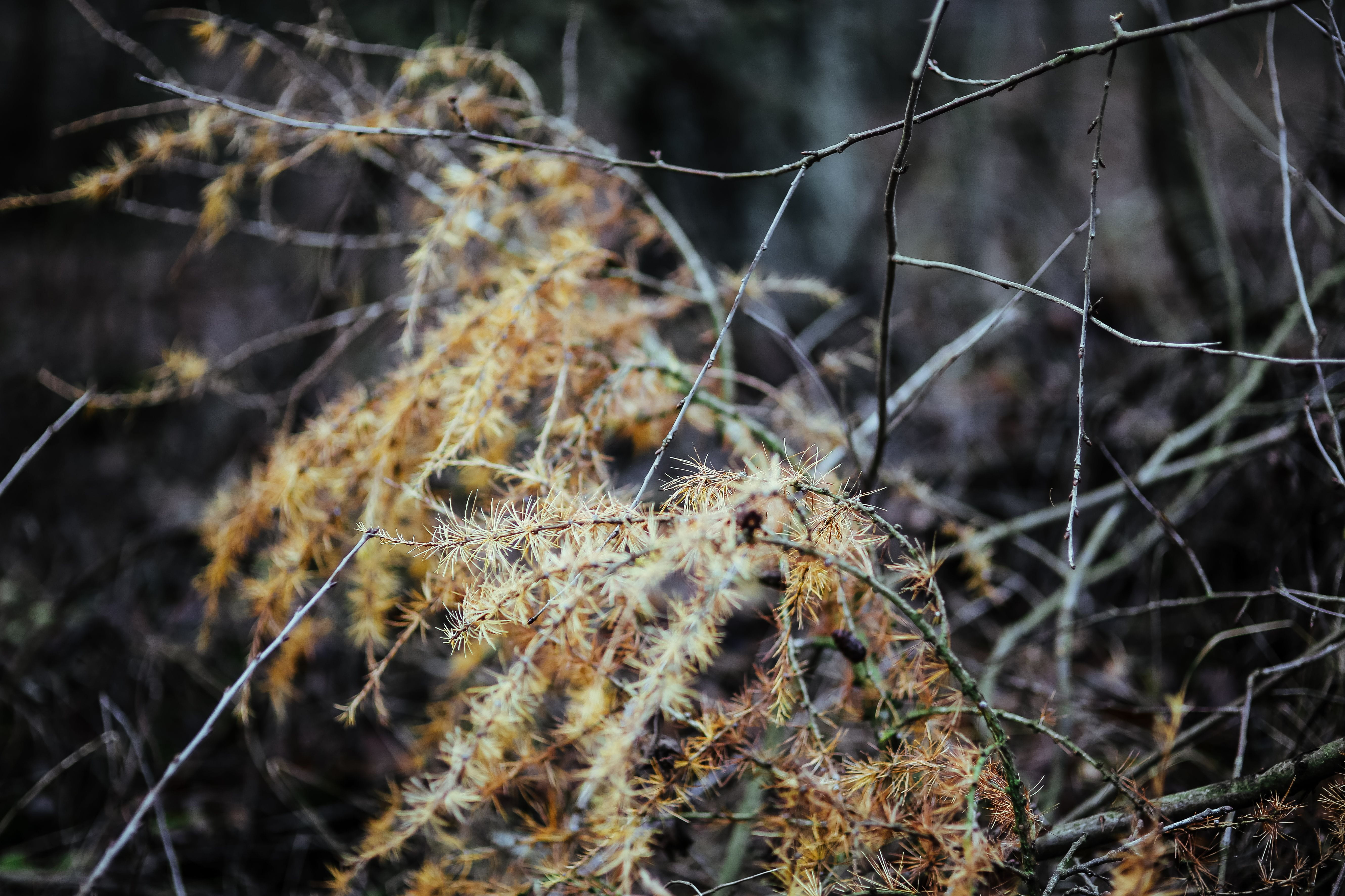 vulnerability, woodland, wood, 5K, winter, walk in, dry, outdoors, plant, nature, wilted plant, beauty in nature, spider web, complexity, land, plants, HD Wallpaper