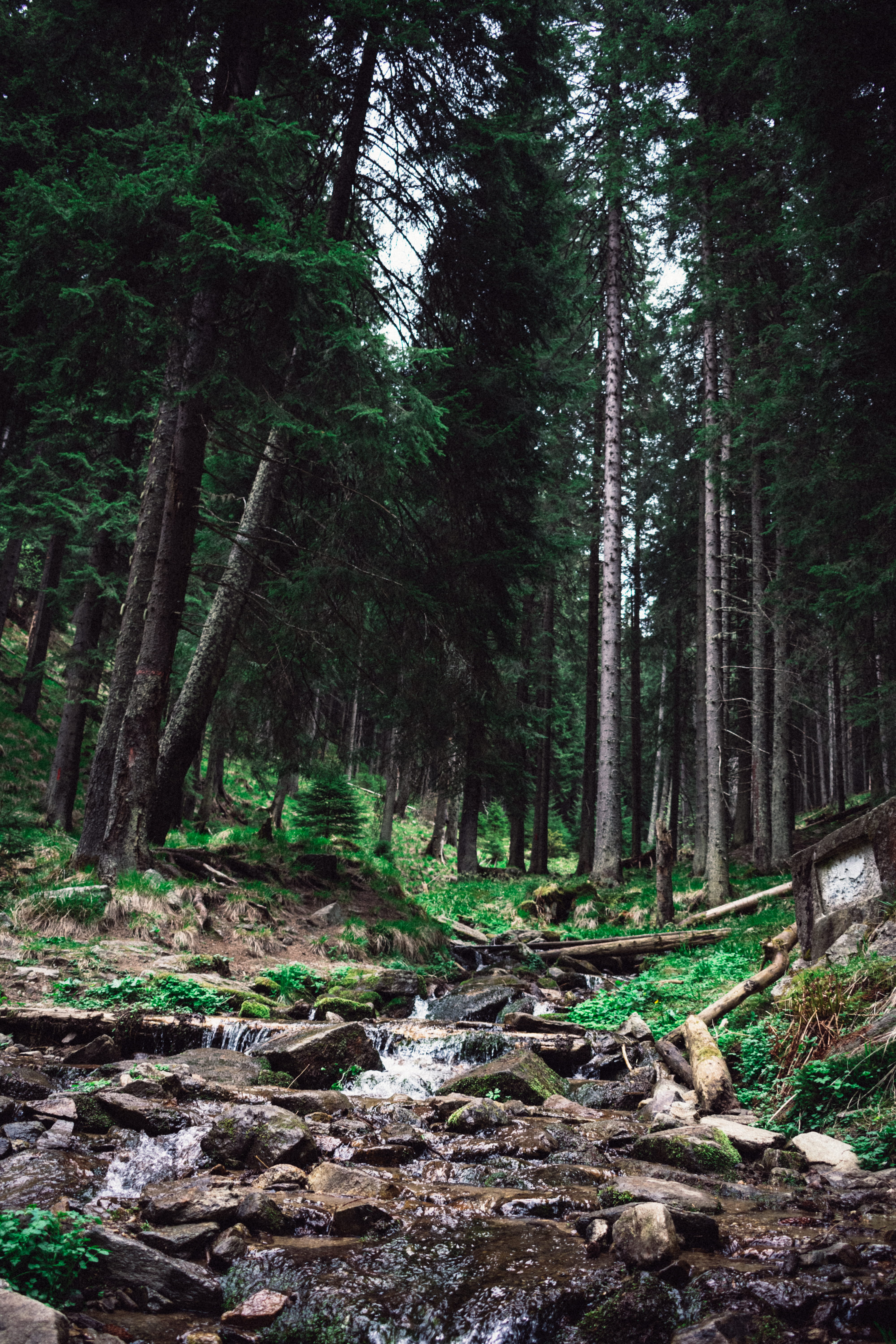  nature, plant, non-urban scene, adventure, tranquil scene, environment, fir trees, rocks, conifers, woodland, wilderness, trunk, tree trunk, Phone HD Wallpaper