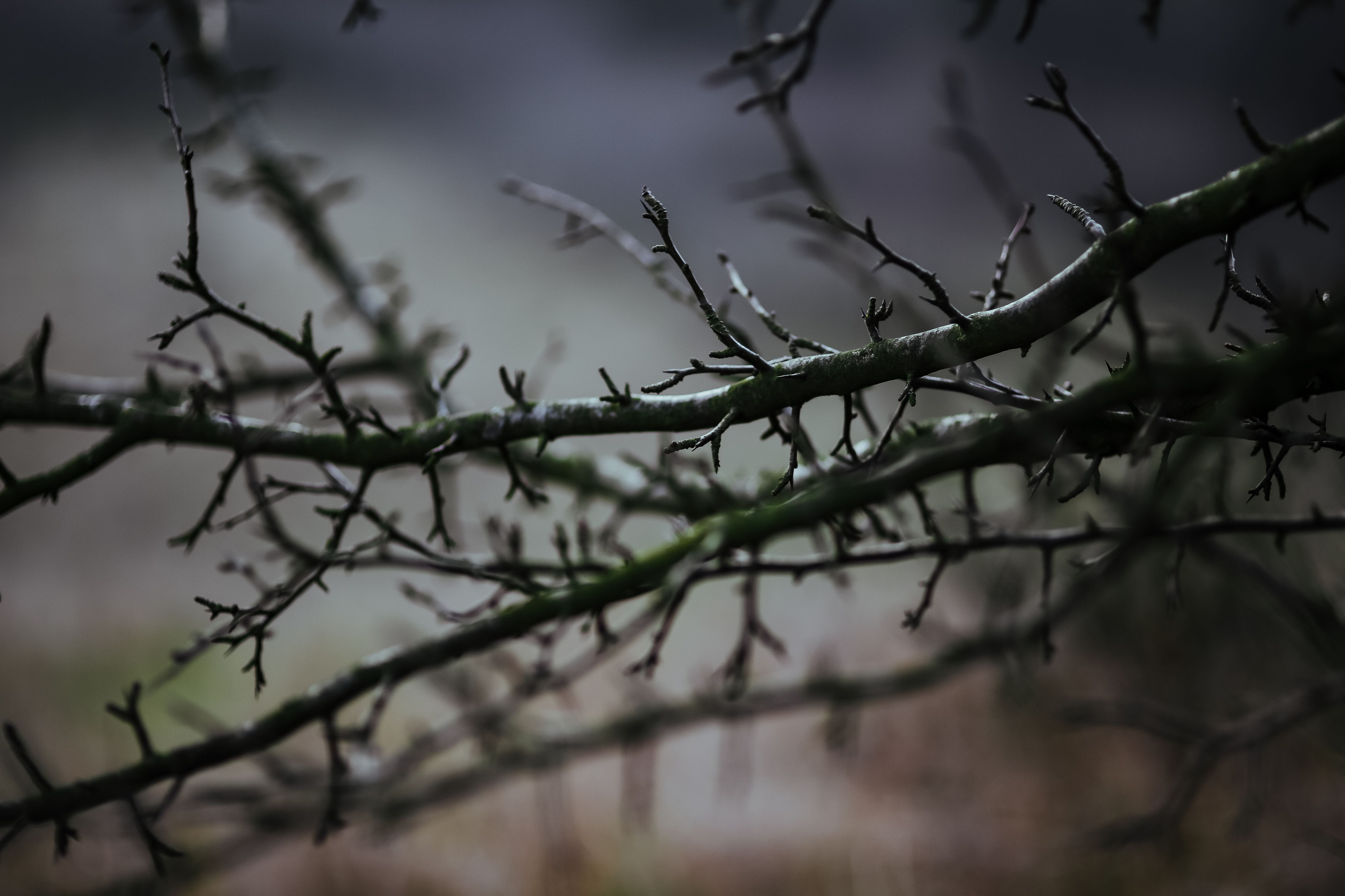 plants, spooky, bare tree, autumn, fog, animal, beauty in nature, tree, trees, wood, bird, leaves, backgrounds, selective focus, 5K, walk, silhouette, HD Wallpaper