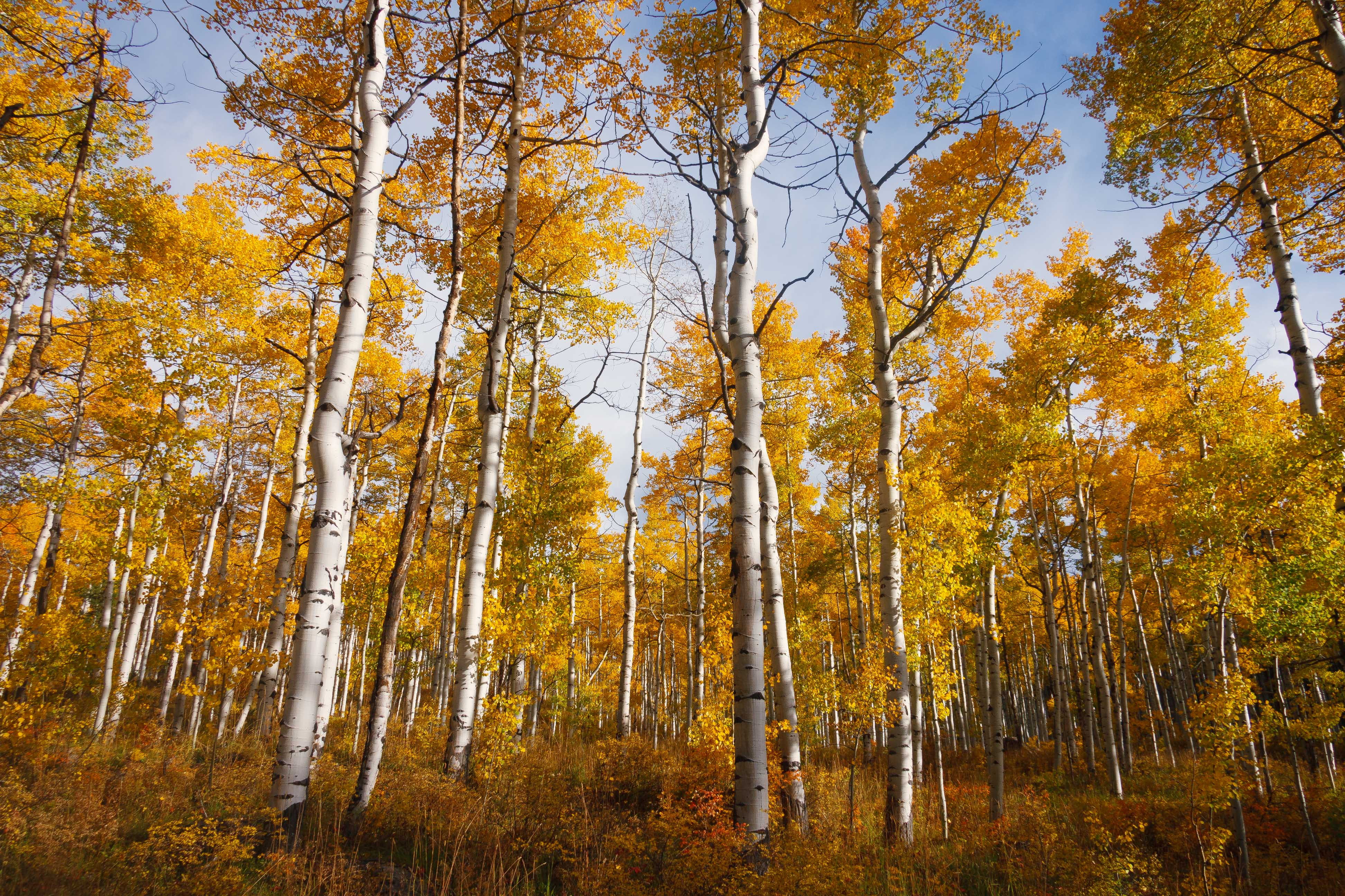 forest, tranquil scene, outdoors, bosque, tranquility, autumn collection, scenics - nature, leafe, leaves, day, low angle view, growth, trees, no people, HD Wallpaper