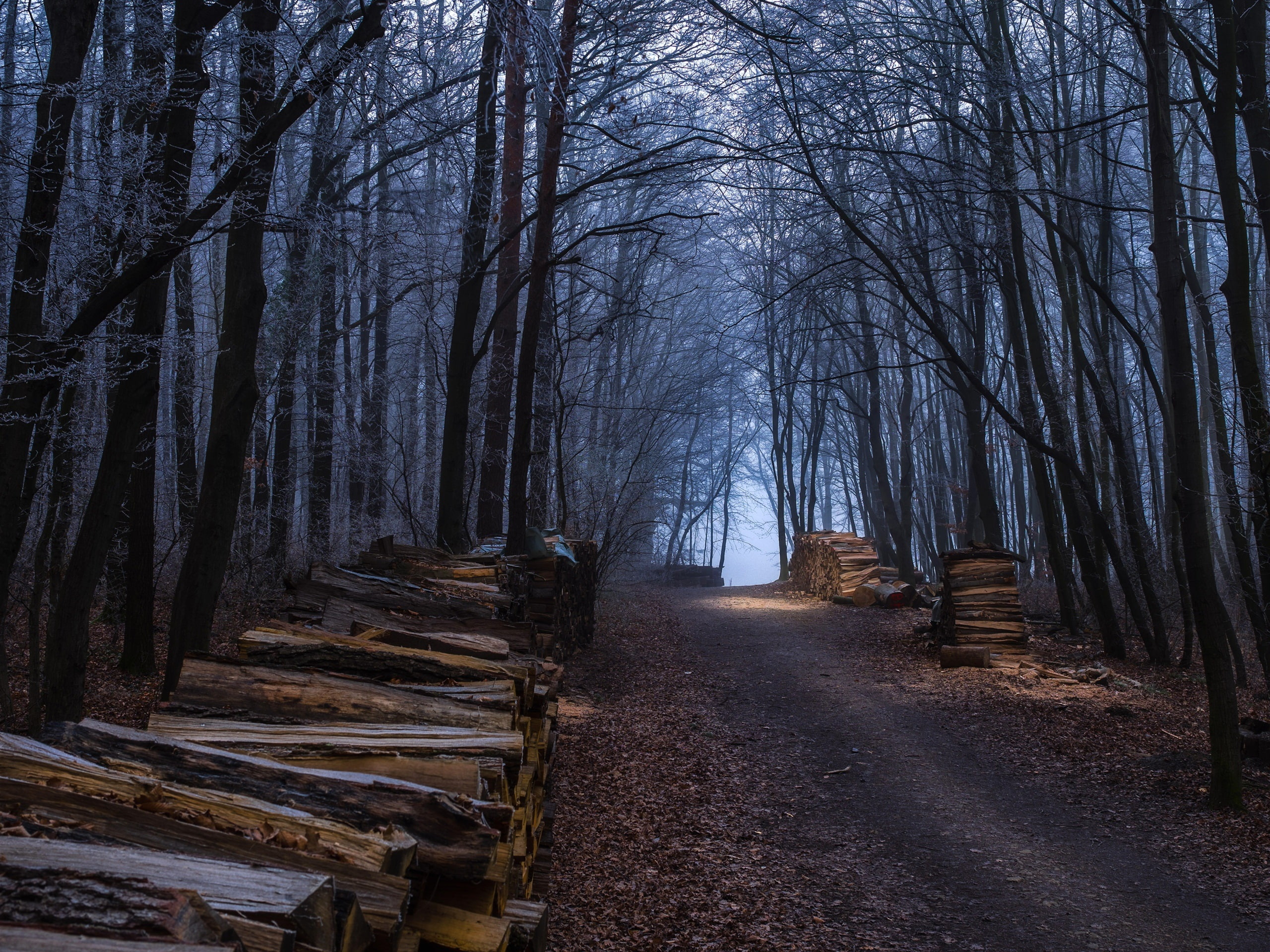 Road, Trees, Forest, Autumn, Firewood, 2K, HD Wallpaper
