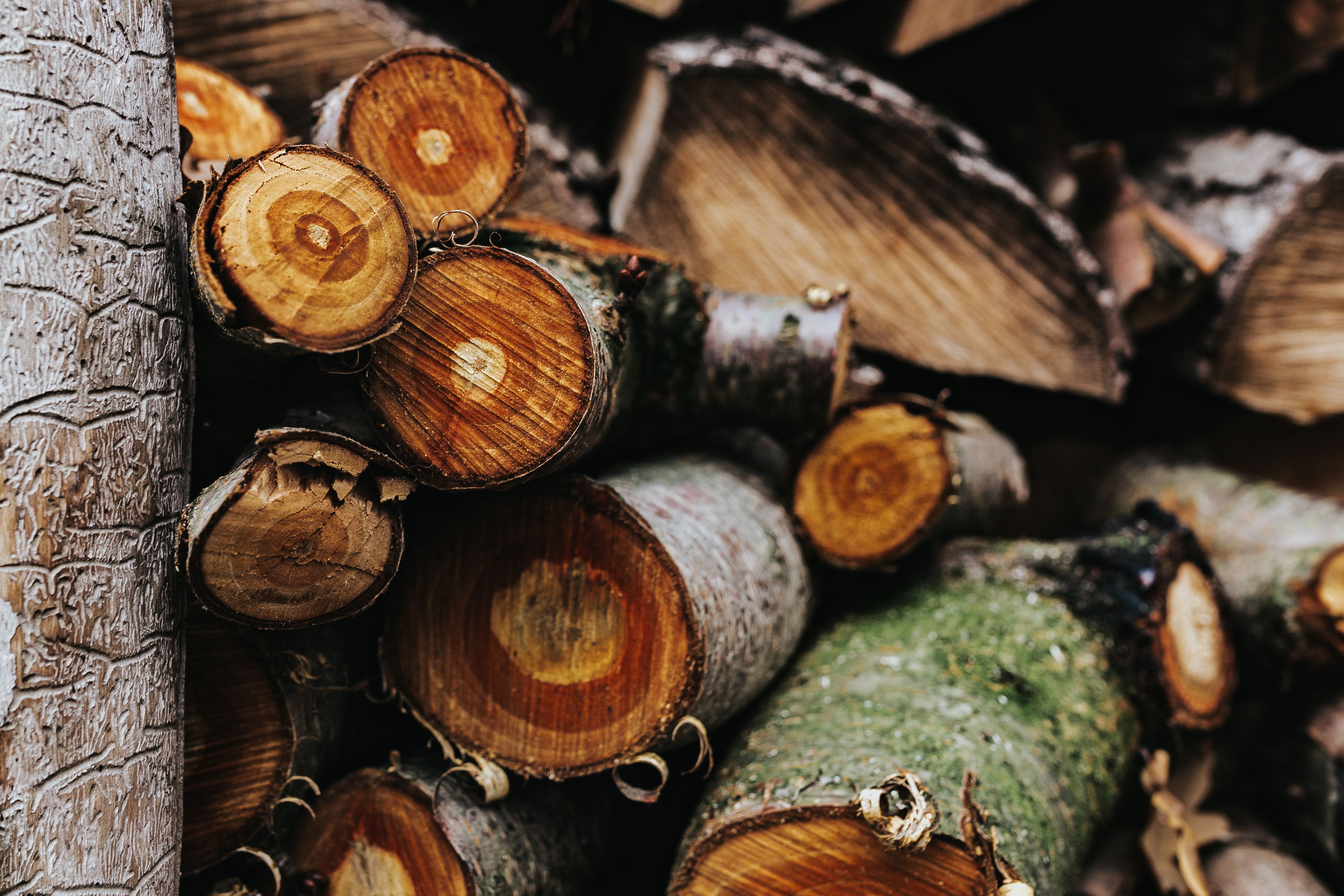 no people, abundance, forest, heap, 4K, textured, outdoors, full frame, close-up, large group of objects, fuel and power generation, wood - Material, log, HD Wallpaper