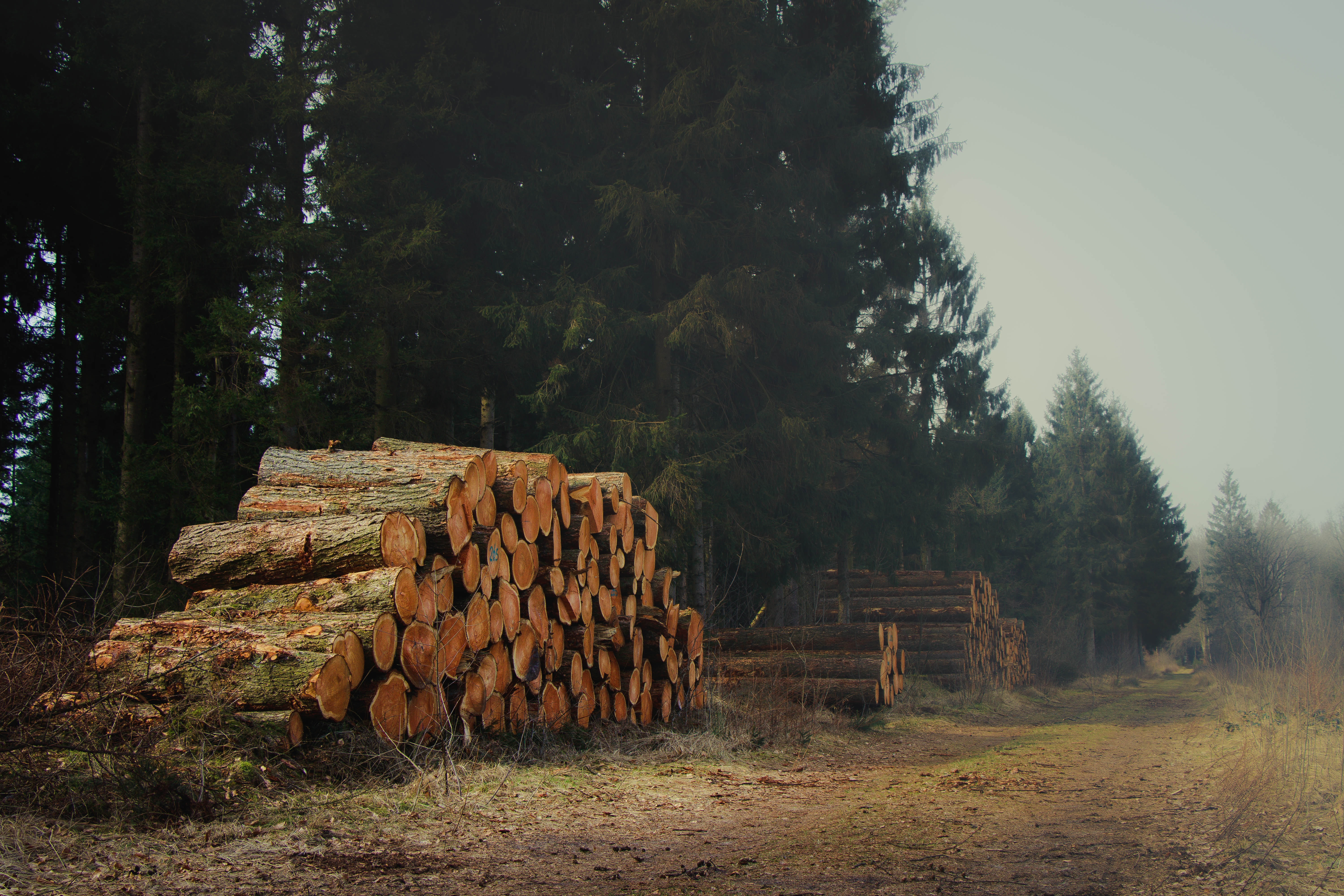 wooden, abundance, stack, no people, log, environment, day, forest, 5K, land, lumber Industry, wood - Material, environmental issues, woodland, plant, HD Wallpaper