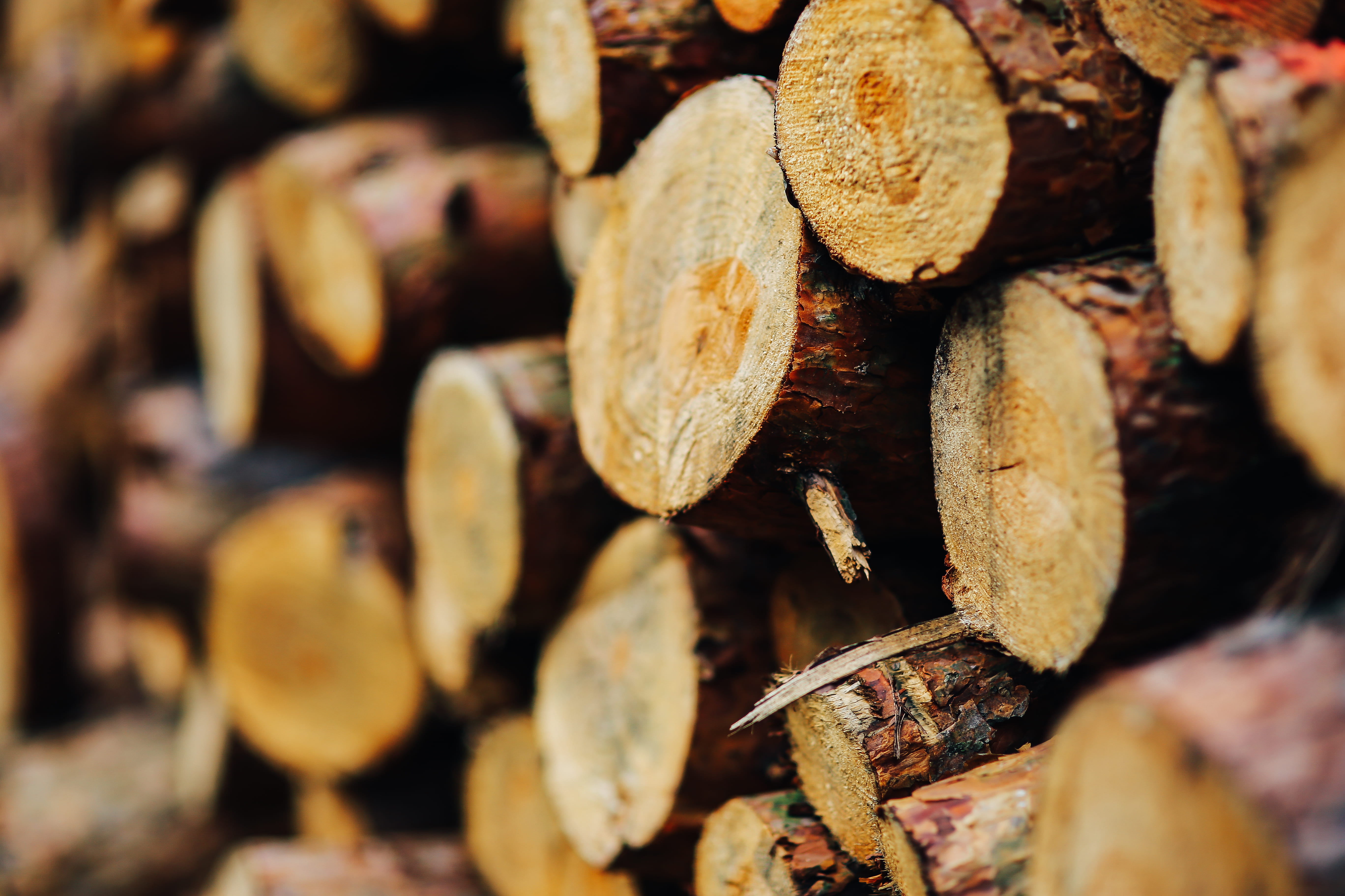 backgrounds, fall, wooden, abundance, heap, lumber Industry, stack, 5K, woodpile, deforestation, selective focus, tree, close-up, Wall, trunks, full frame, HD Wallpaper