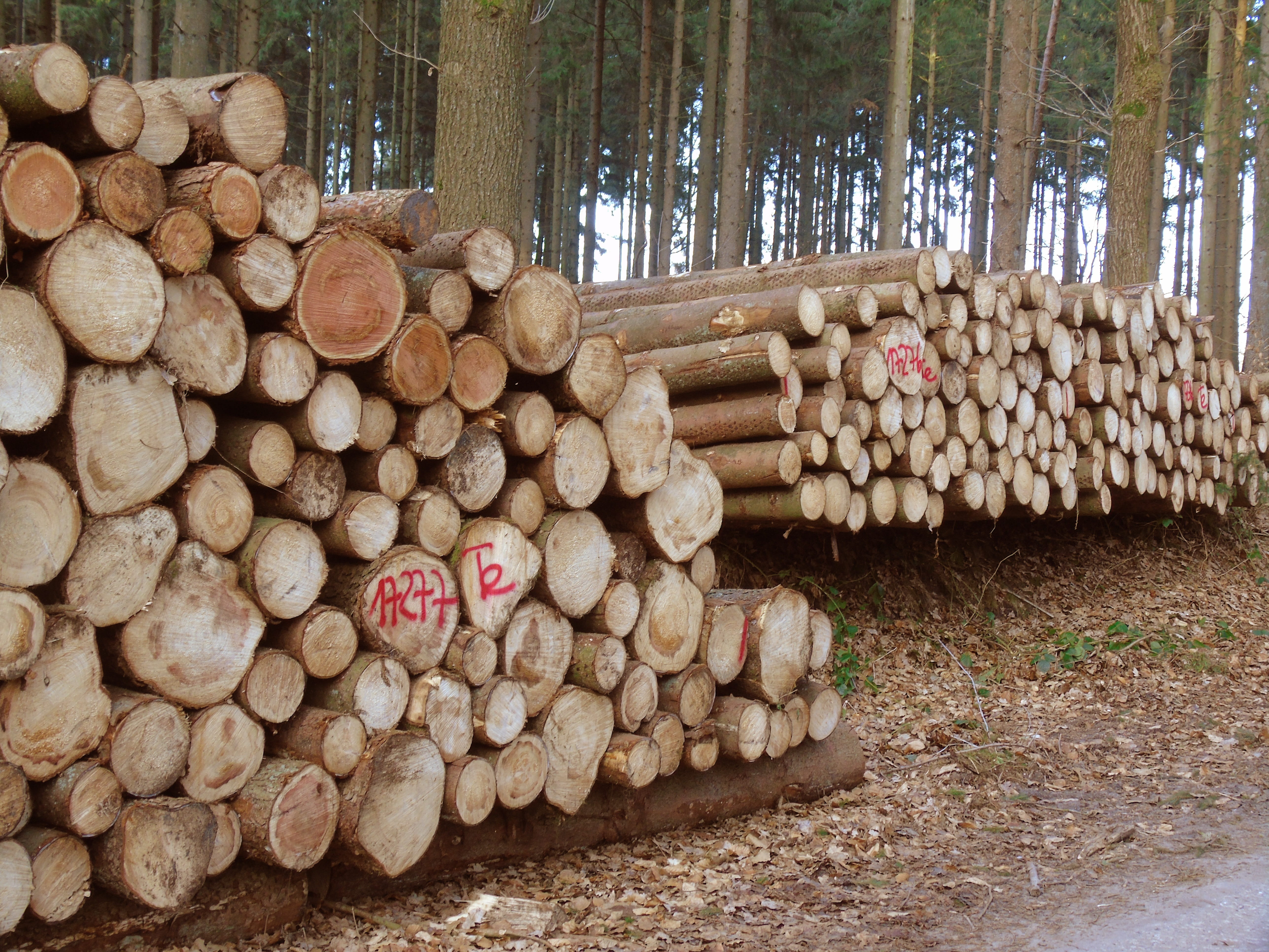 plant, annual rings, nature, material, pine, strains, large group of objects, Log, no people, cross Section, holzstapel, timber, tree Trunk, deforestation, HD Wallpaper