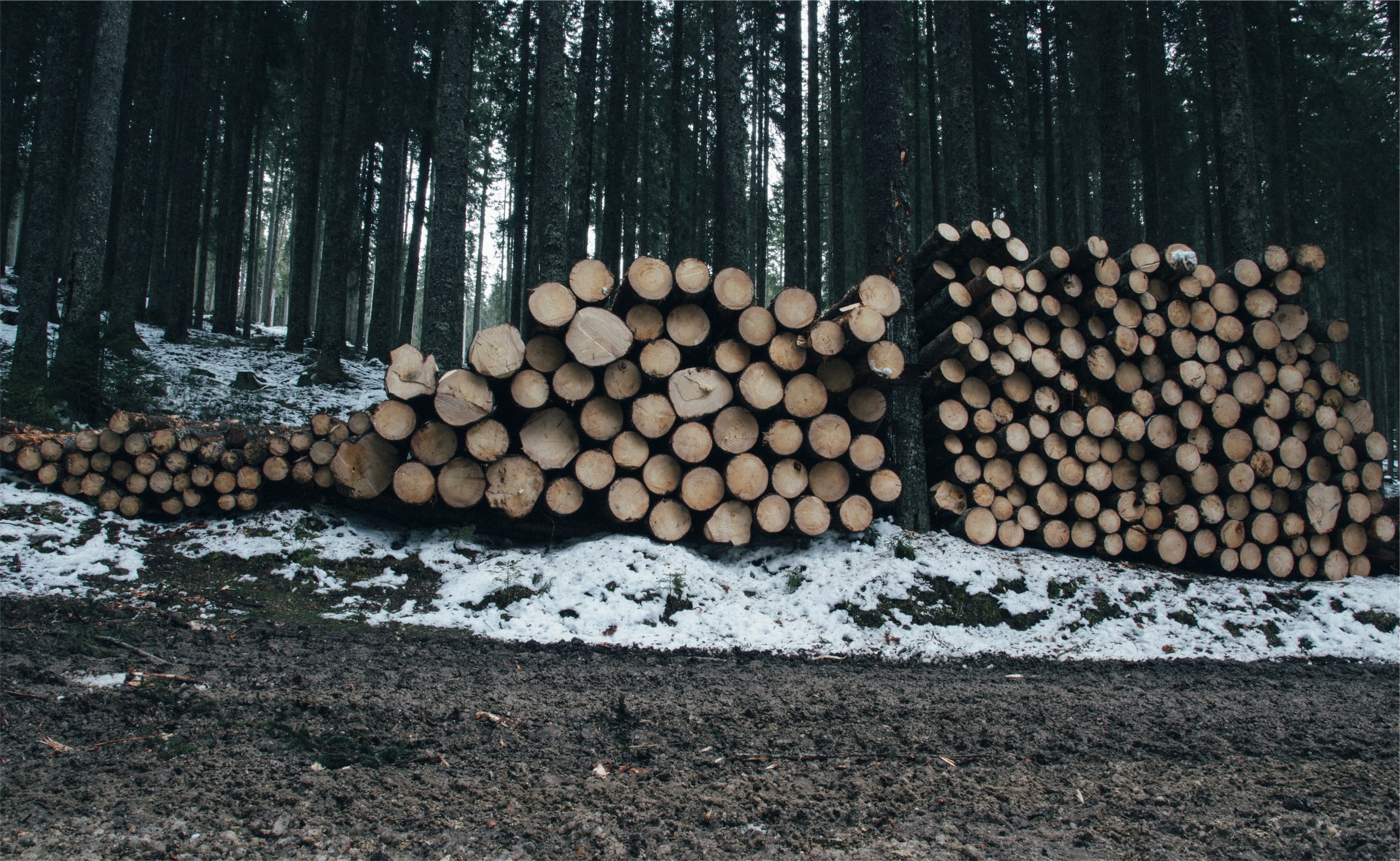 abundance, timber, woodpile, white, brown, lumber Industry, heap, outdoors, woodland, tree Trunk, winter, wood - Material, lot, forest, stack, large group of objects, HD Wallpaper