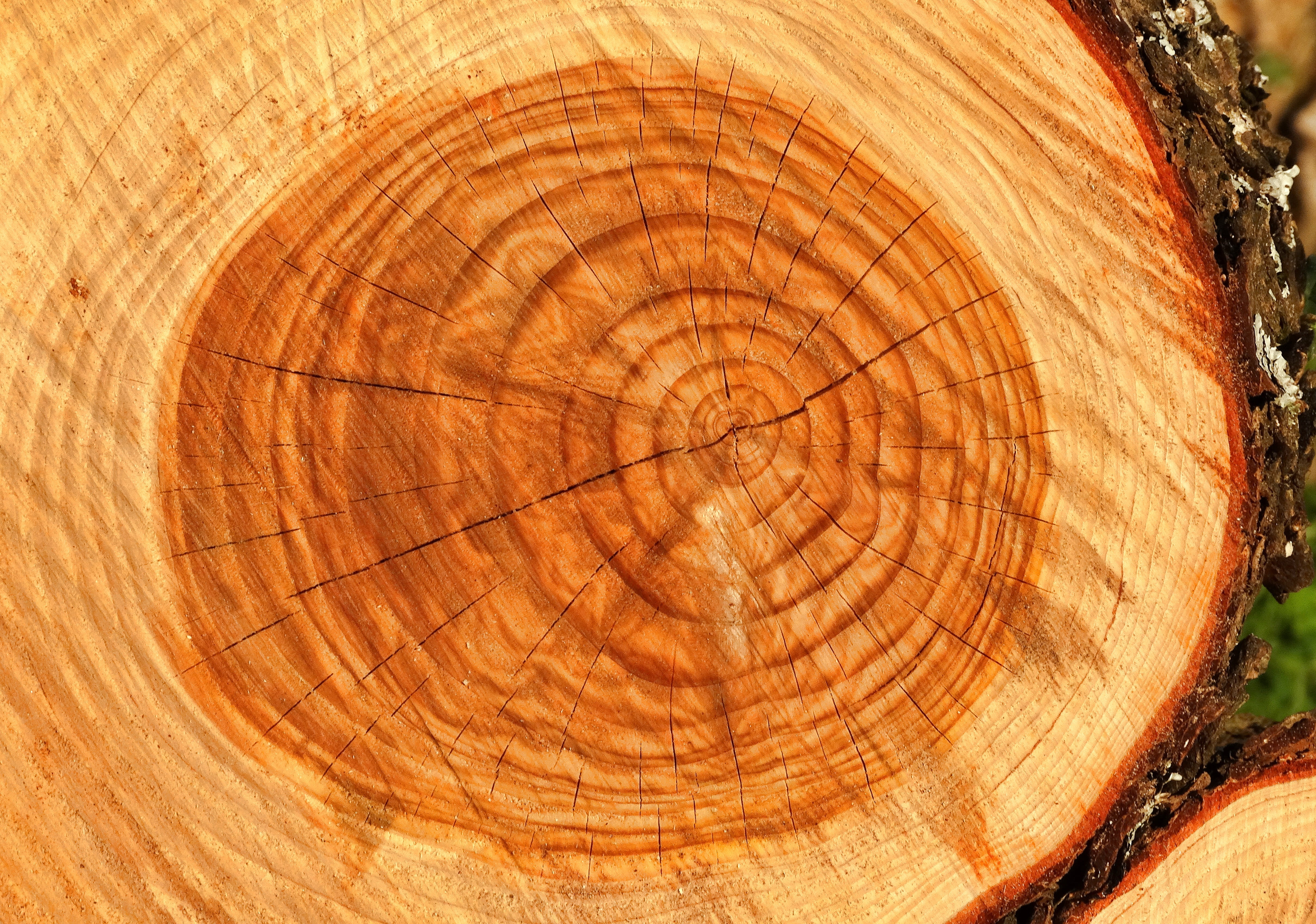 log, forest, tree Stump, brown, close, timber, firewood, wood - Material, bark, lumber Industry, wood, backgrounds, 4K, no people, cross Section, tree Trunk, HD Wallpaper