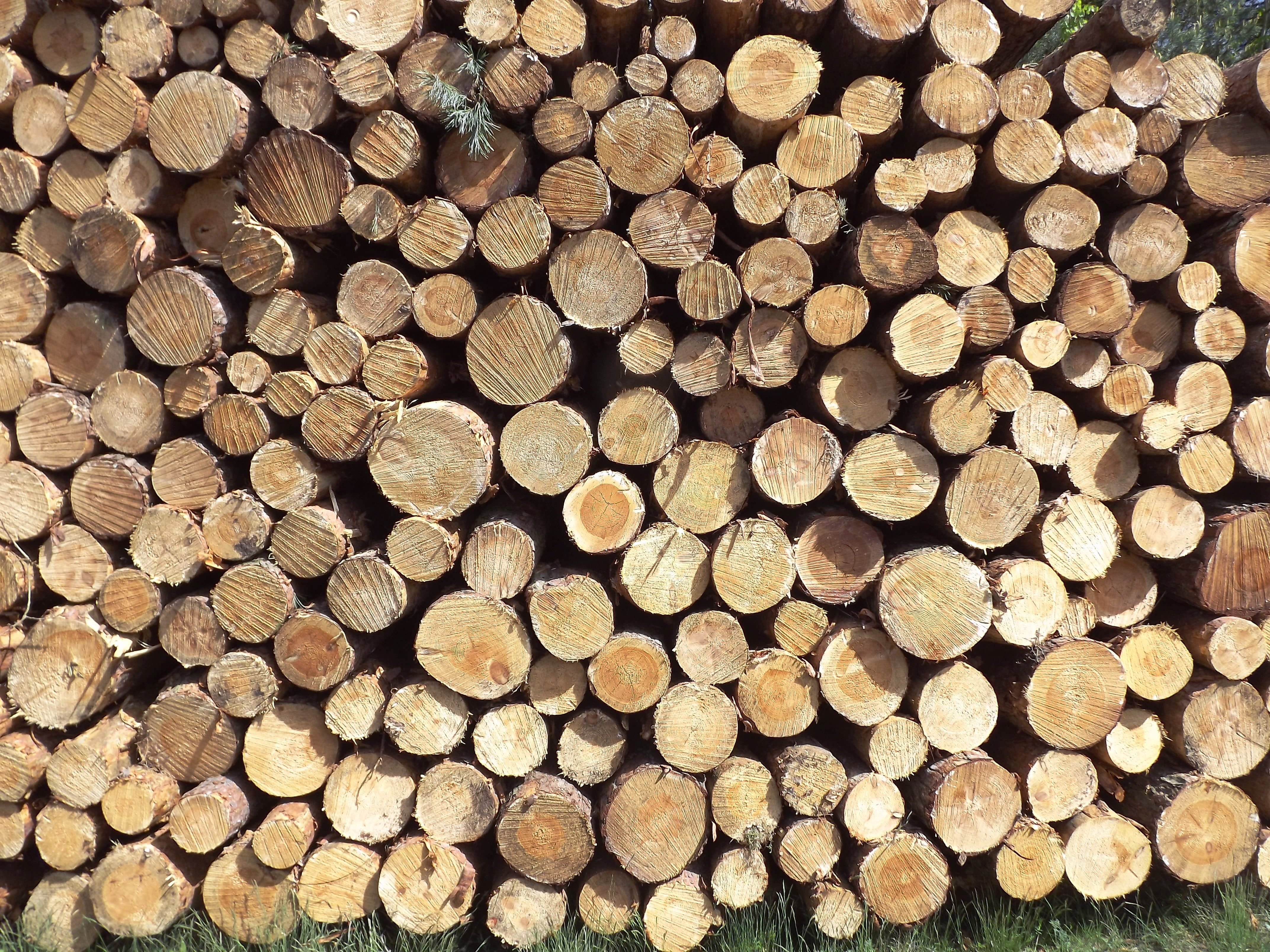 4K, pattern, repetition, tree, full frame, firewood, brown, tree Trunk, fuel and power generation, abundance, woodland, environmental issues, stack, pile, HD Wallpaper