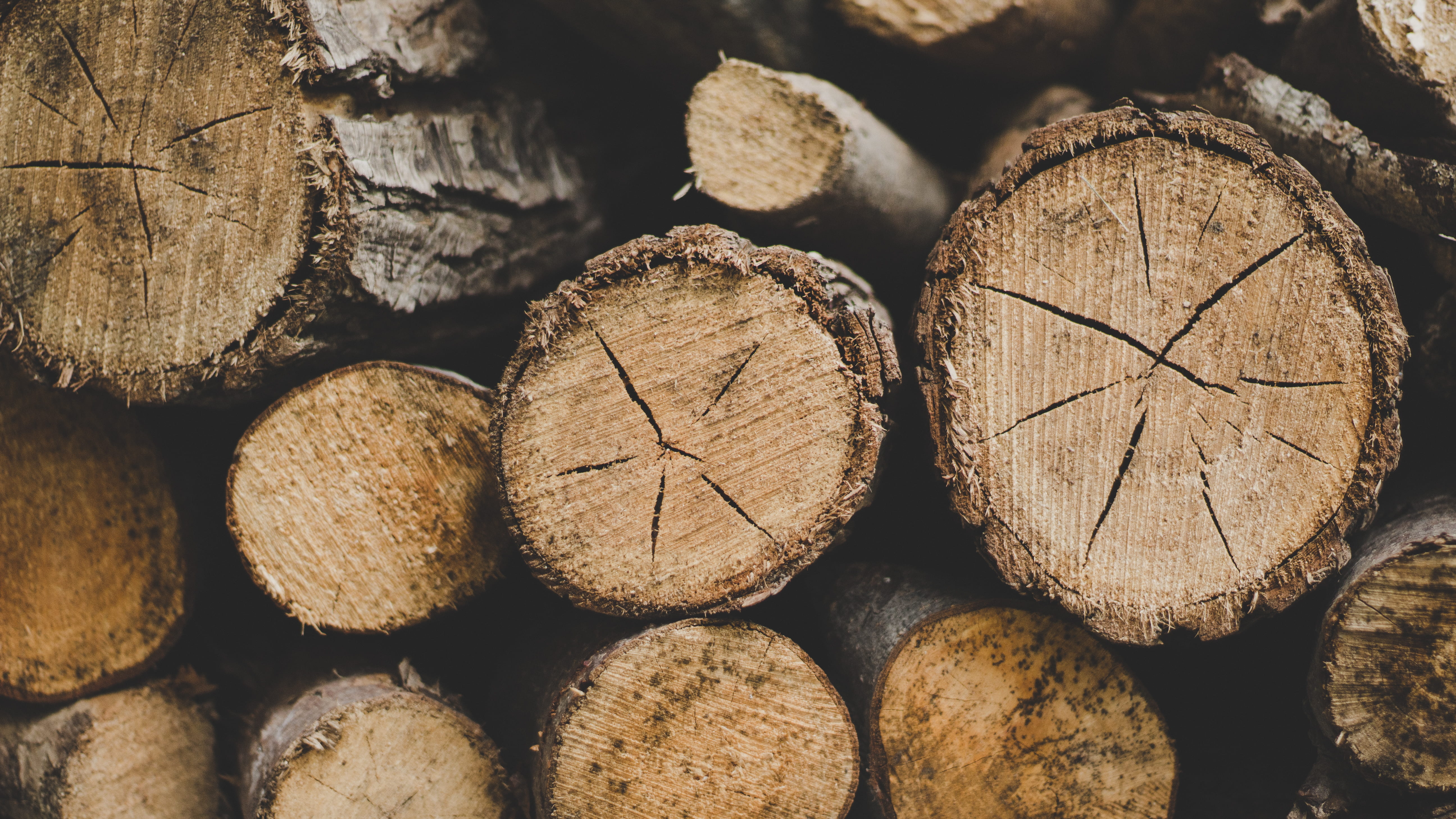 selective, pattern, deforestation, wood, industry, close-up, bark, closeup, cross Section, 5K, focus, nature, material, abundance, forest, photography, HD Wallpaper