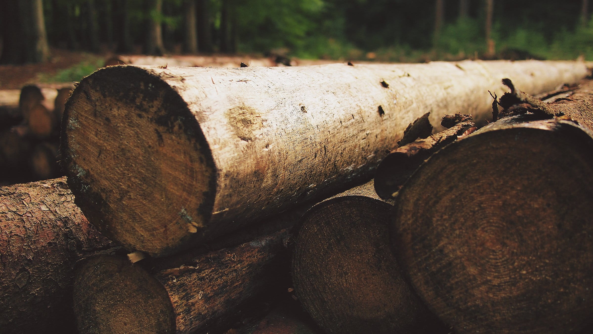 deforestation, pile, large group of objects, no people, woodland, land, black, selective, tree, fossil fuel, rusty, photo, tree Trunk, timber, forest, wood - Material, HD Wallpaper