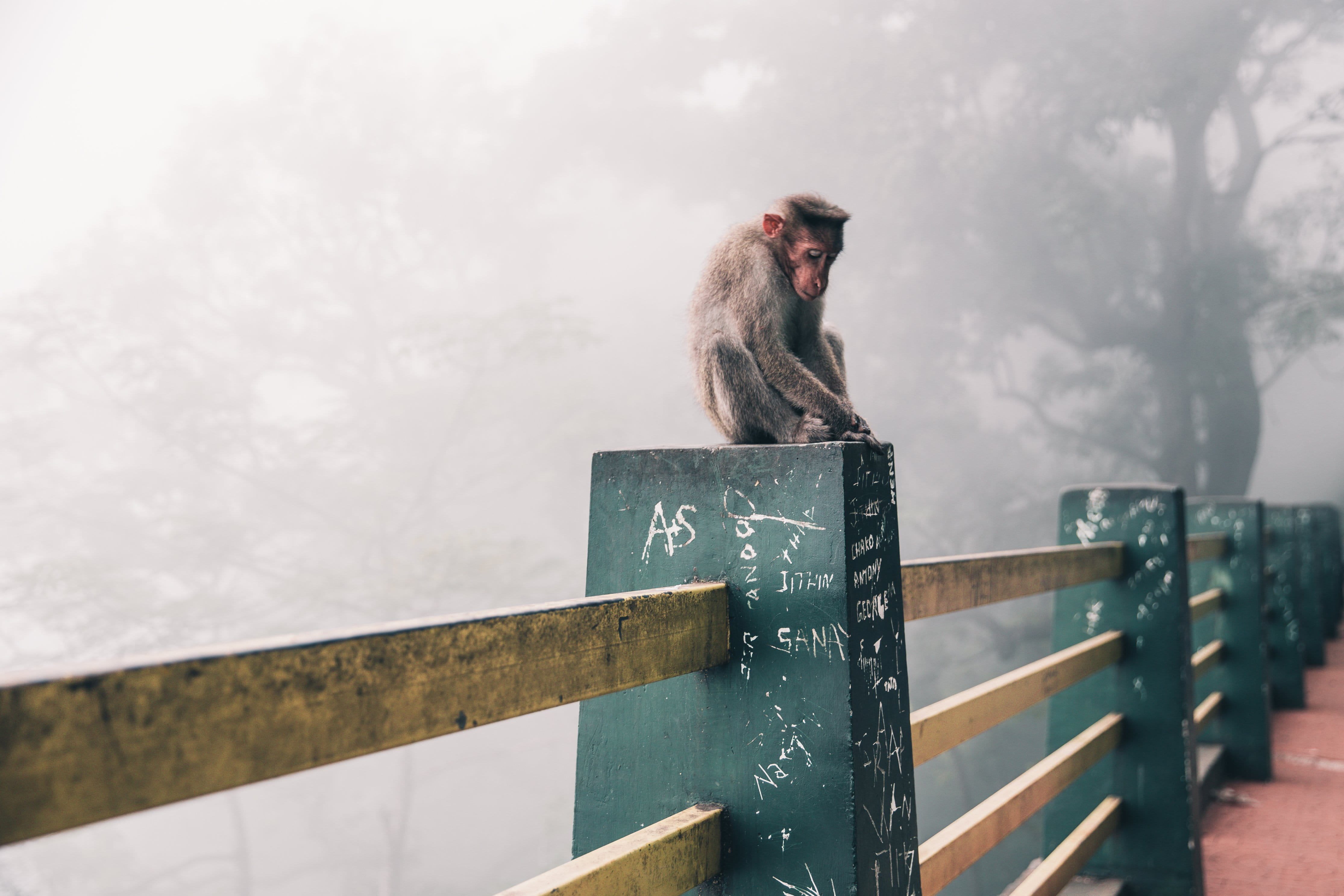 Winter, 4K, day, Travel, monkey, mammal, Outdoor, animal themes, animals in the wild, communication, cloud - sky, outdoors, primate, Backgrounds, Around the World, HD Wallpaper