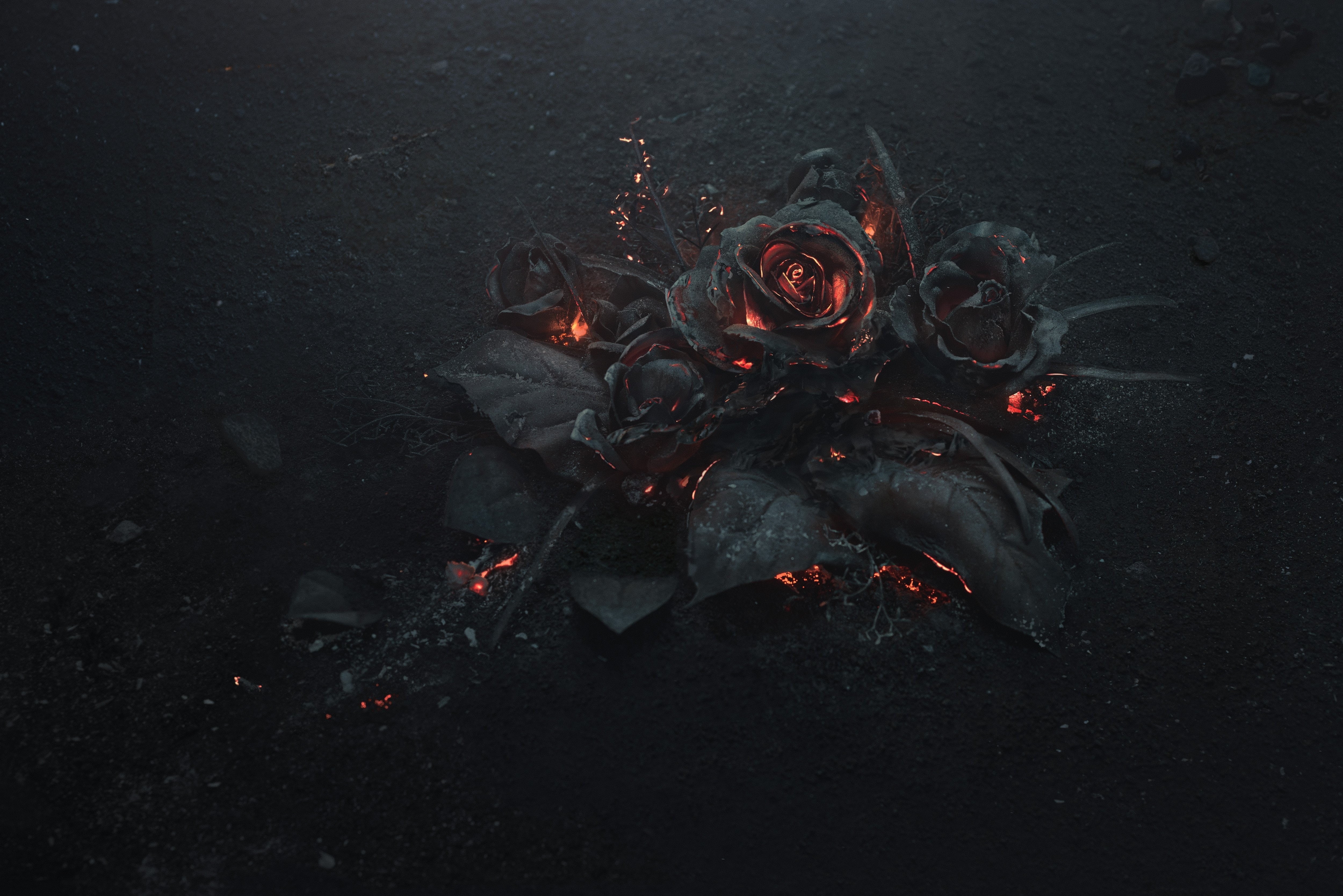 4K, Burning, Ash, rose, black, HD Wallpaper