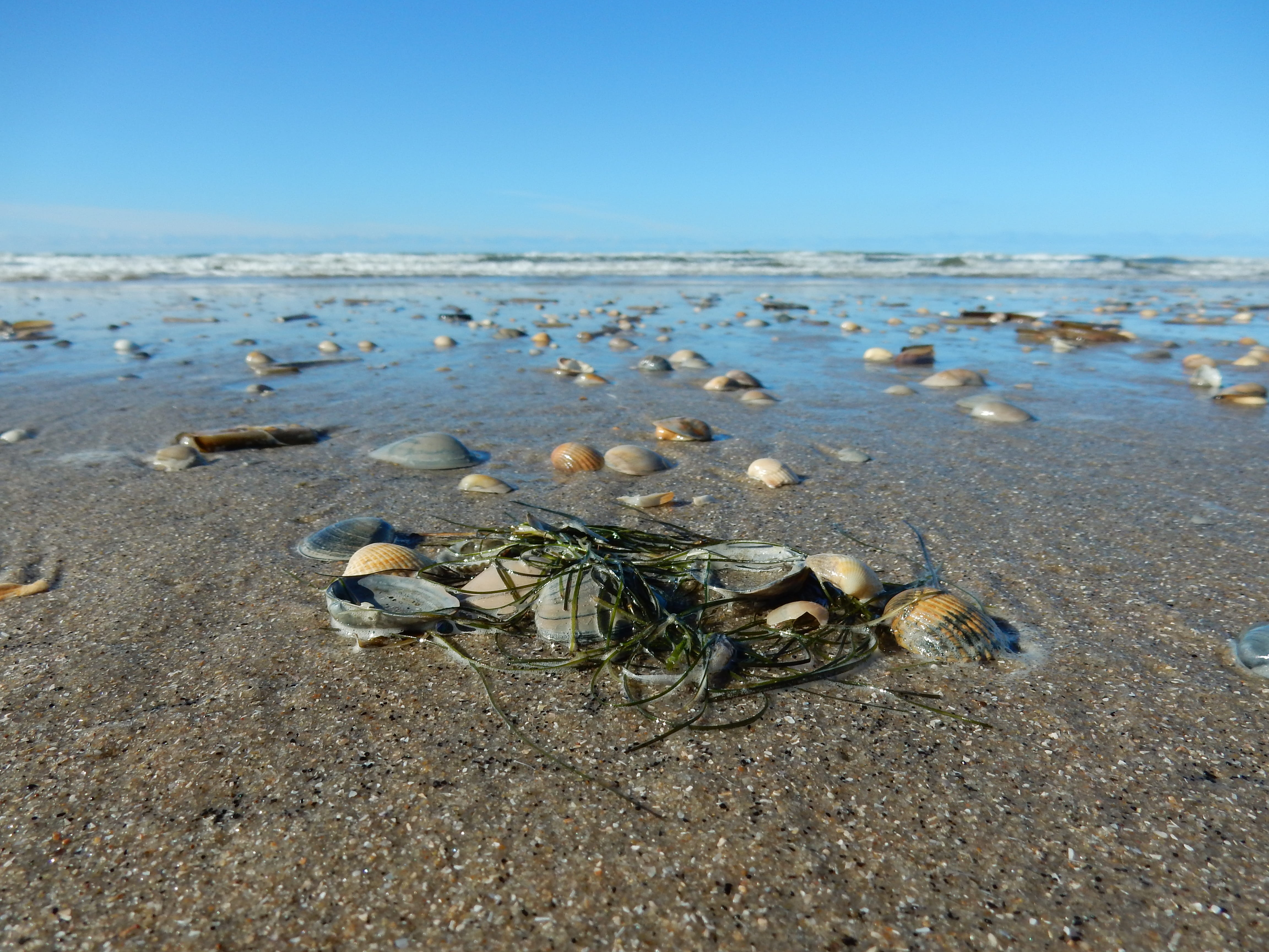 tang, animal, outdoors, close up, group of animals, invertebrate, shell, nature, clear sky, horizon, day, containing iodine, mussel shells, animals in the wild, HD Wallpaper