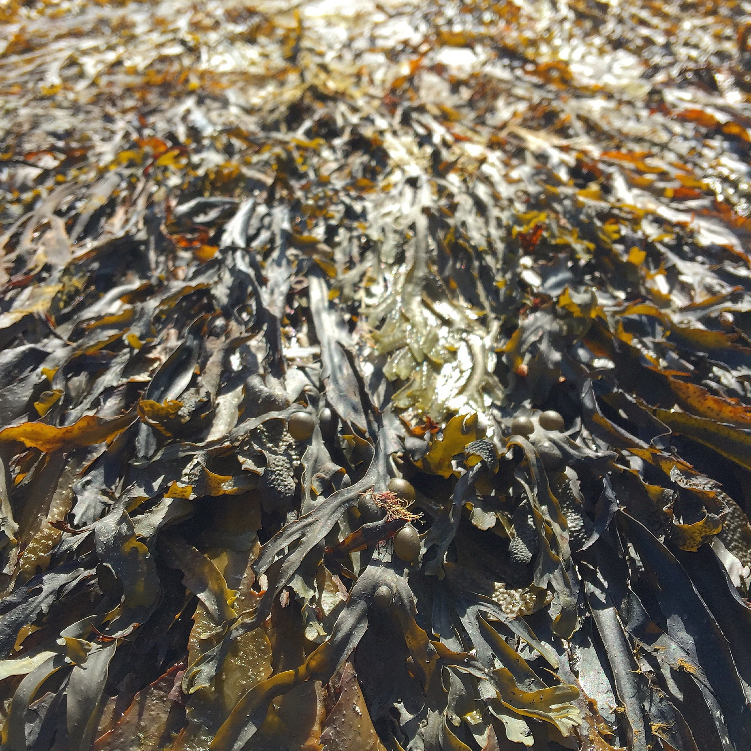 lake, nutrition, no people, aground, 1080P, sea, leaves, outdoors, kelp, nature, plant, algae, green, seaweed, full frame, animal themes, animal wildlife, Phone HD Wallpaper