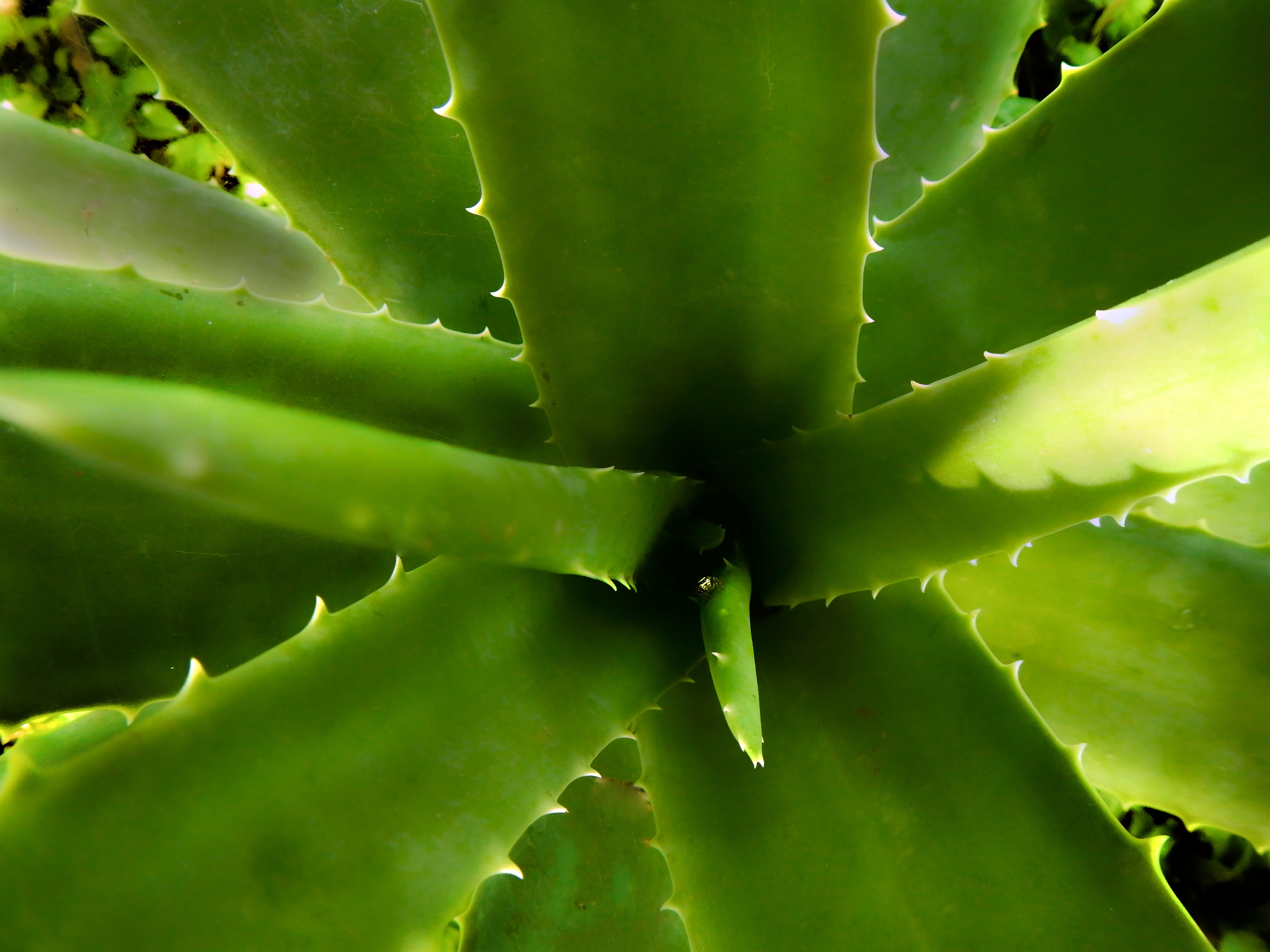 thorn, green, plant, backgrounds, aloe, sábila, growth, iodine, thorns, day, no people, full frame, cactus, 4K, herbal medicine, vera, aloe vera, sharp, HD Wallpaper