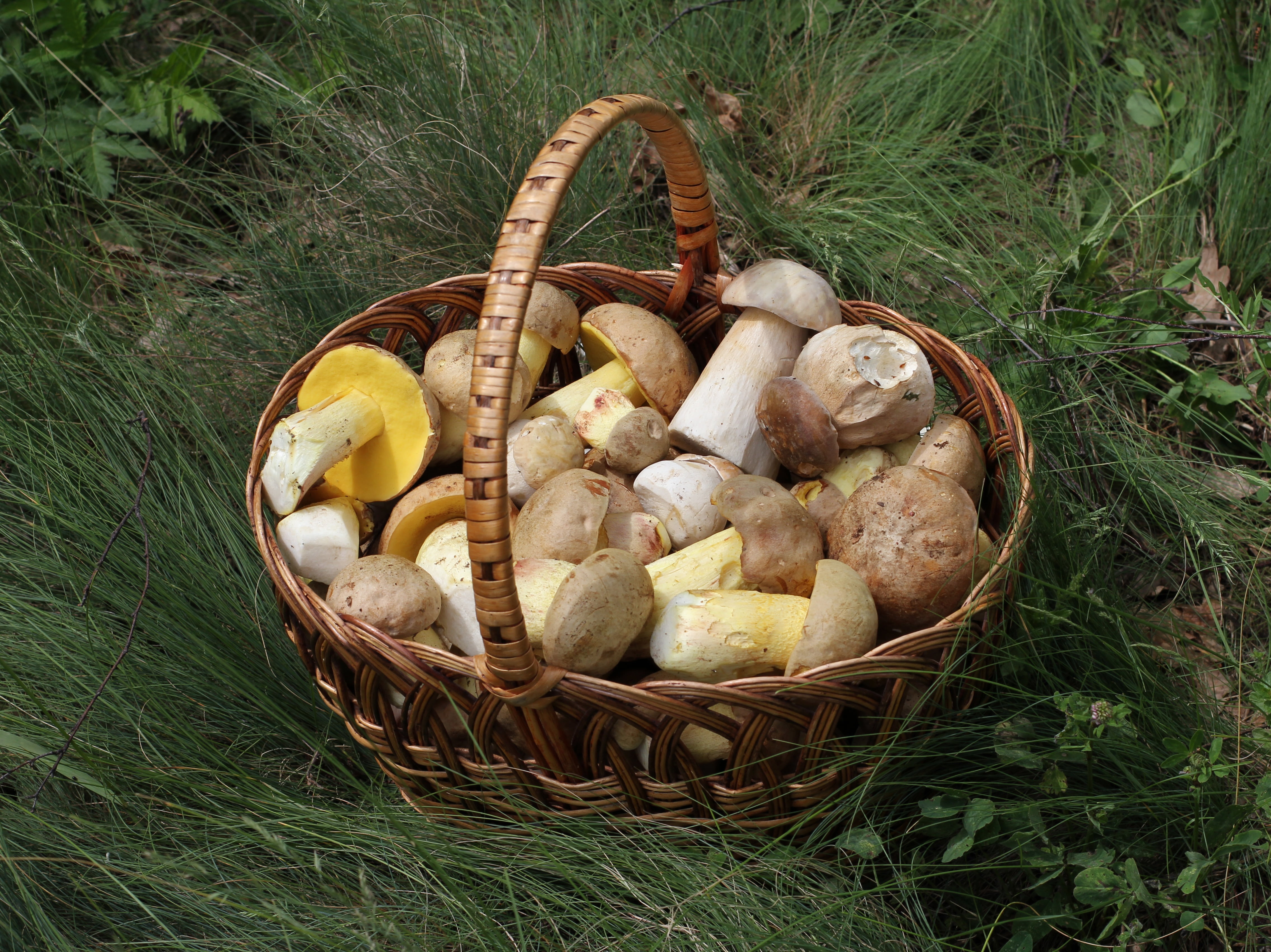 4K, no people, edible Mushroom, mushroom, harvest, food, cepe, vegetable, mushrooms, forest, container, wellbeing, high angle view, food and drink, field, HD Wallpaper