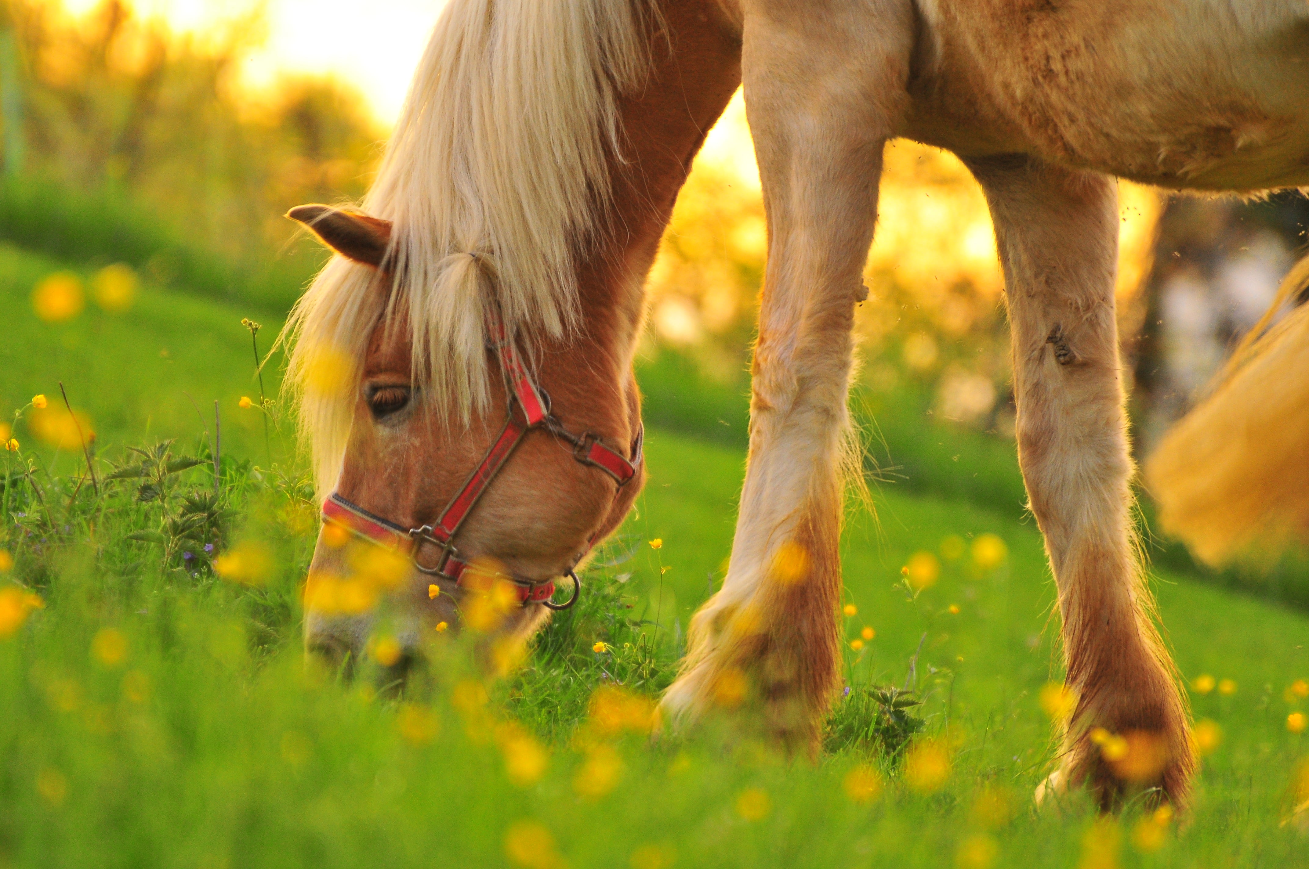 meadow, mammal, europa, animal, rubiano, farm, d300, summer, colores, colorful, sunsets, brown, switzerland, nikon, colour, horse, color, schweiz, grass, HD Wallpaper