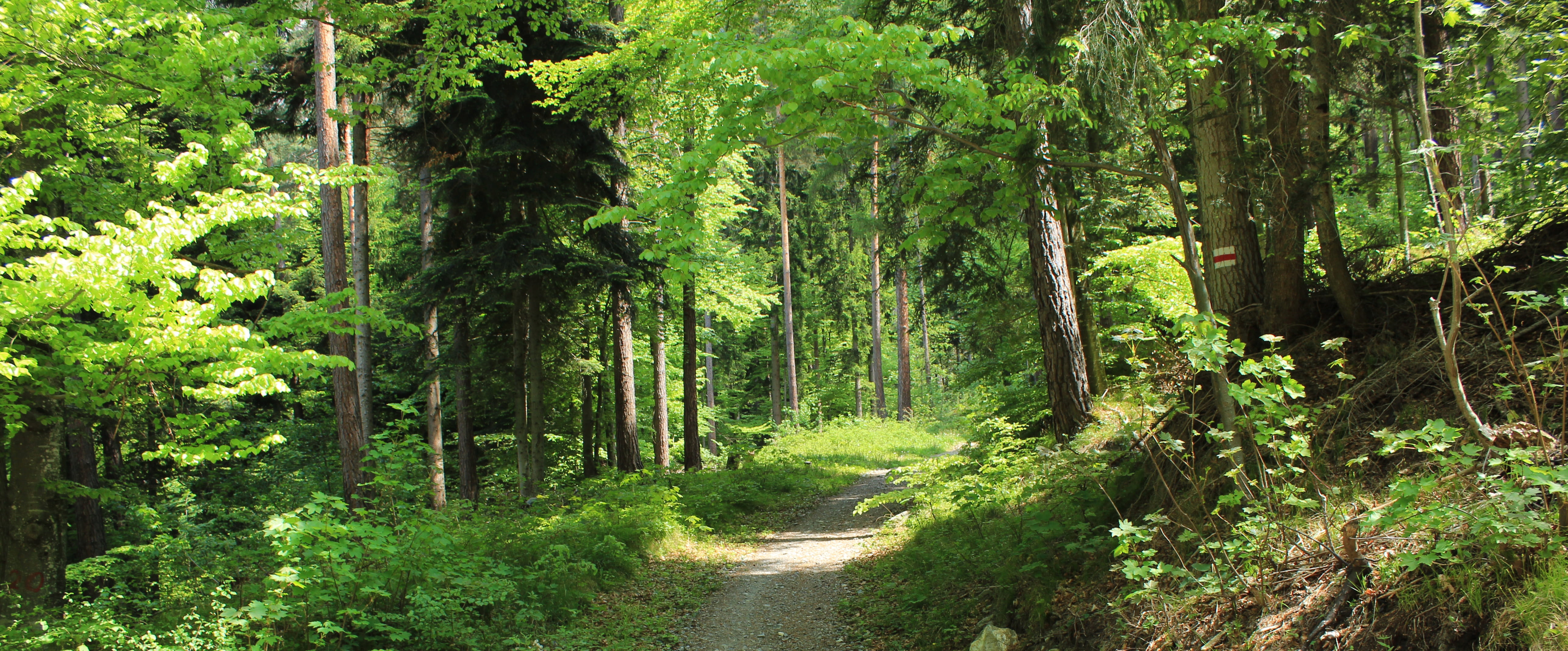 graubünden, switzerland, no people, grischashot, outdoors, growth, plant, lush foliage, trail, footpath, tree, wald, chur, land, non-urban scene, direction, HD Wallpaper