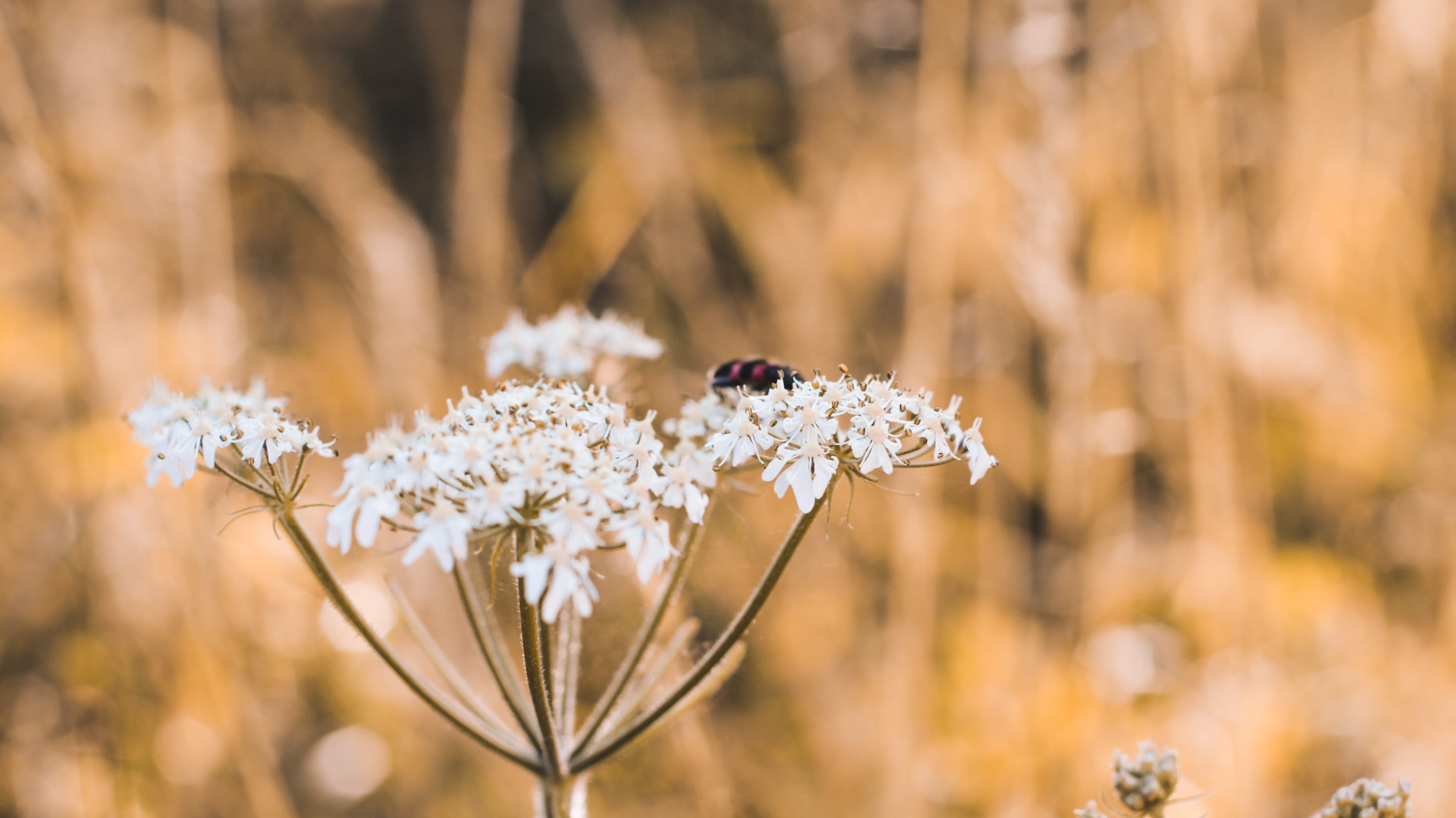 no people, flowering plant, insect, flower head, fragility, close-up, day, flower, freshness, animal themes, 5K, focus on foreground, beauty in nature, HD Wallpaper